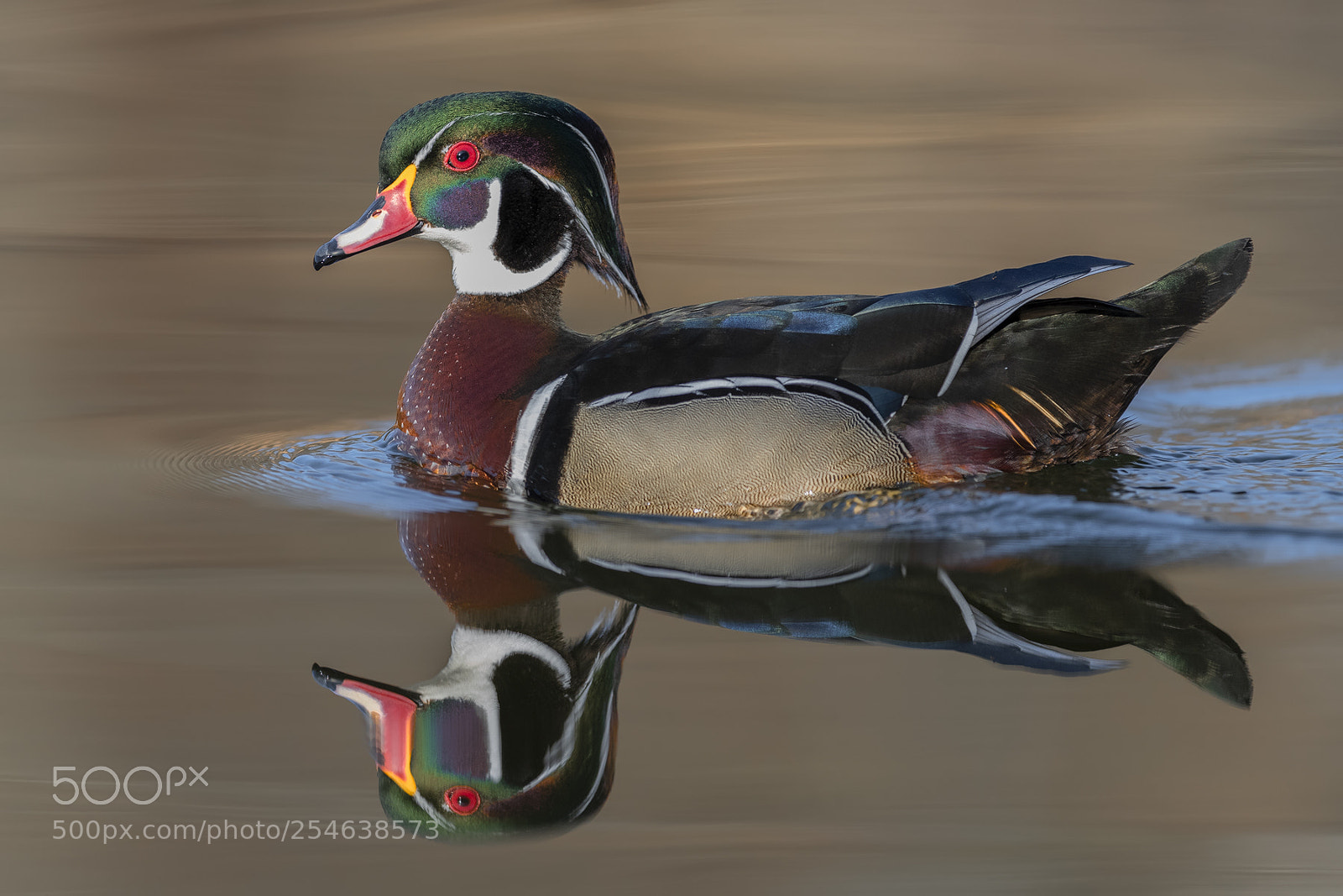 Nikon D850 sample photo. Wood duck drake photography