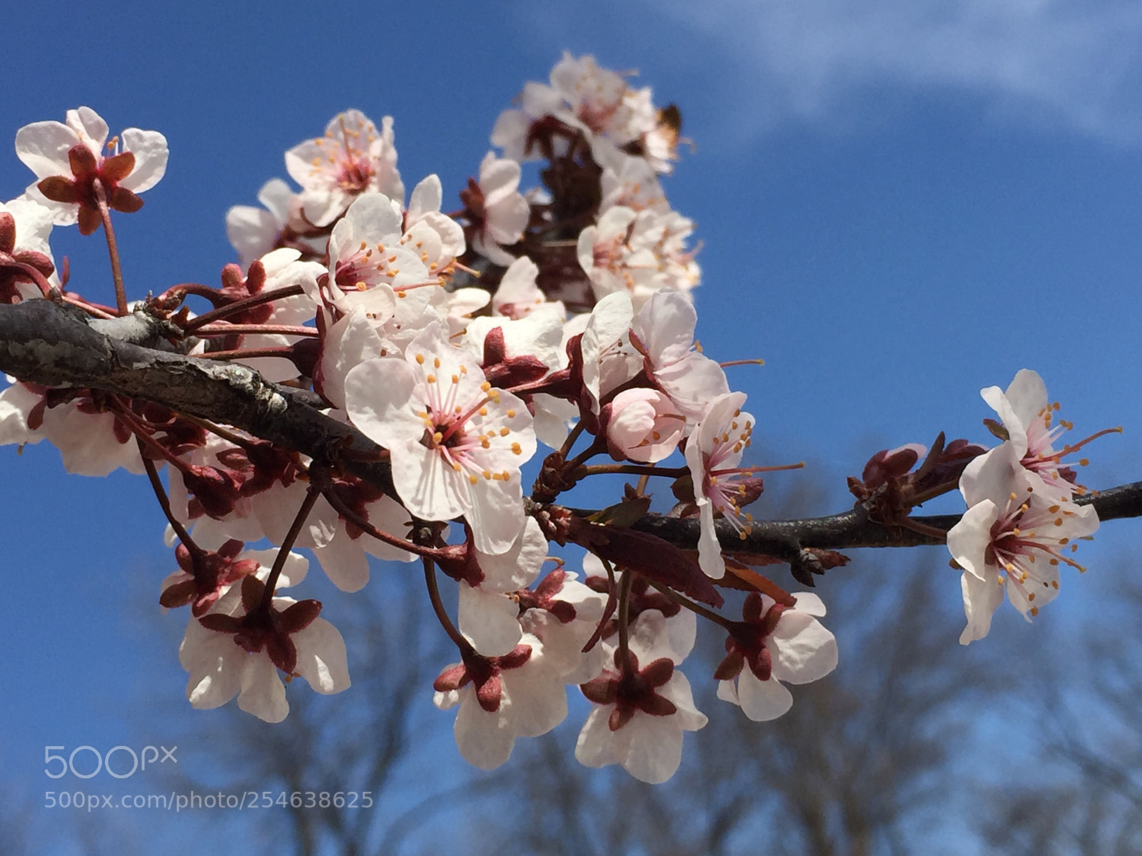 Apple iPhone 6 Plus sample photo. Spring blossoms photography