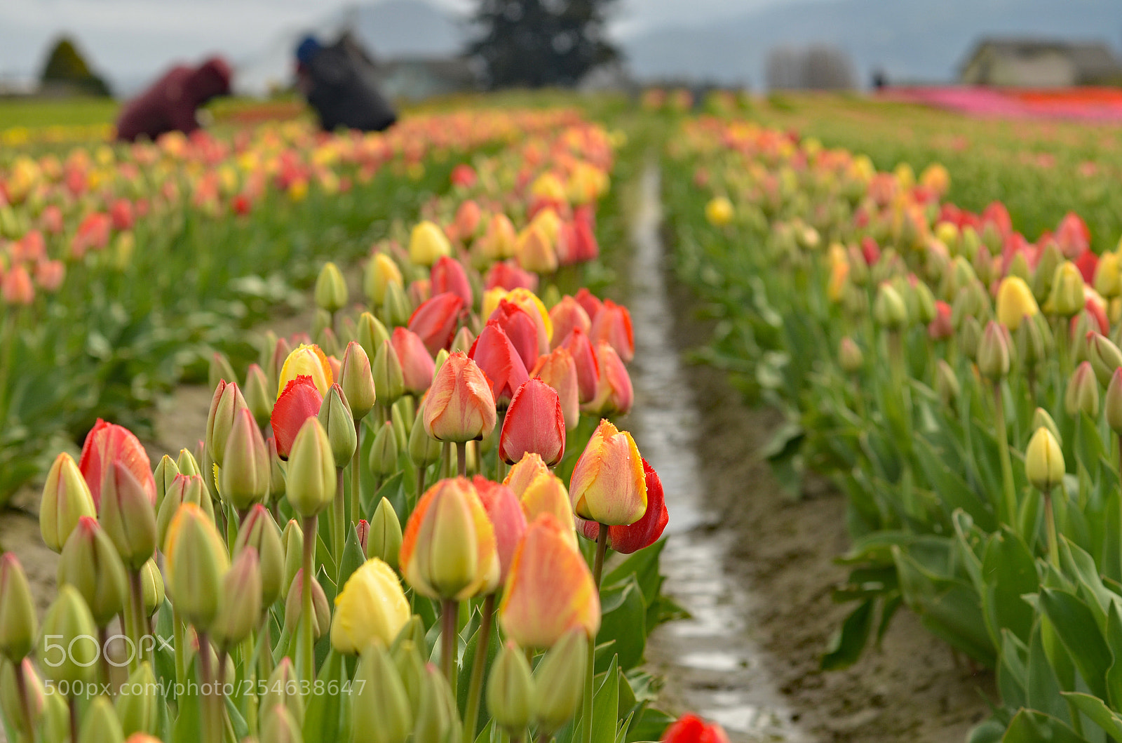 Nikon D7000 sample photo. Tulips photography