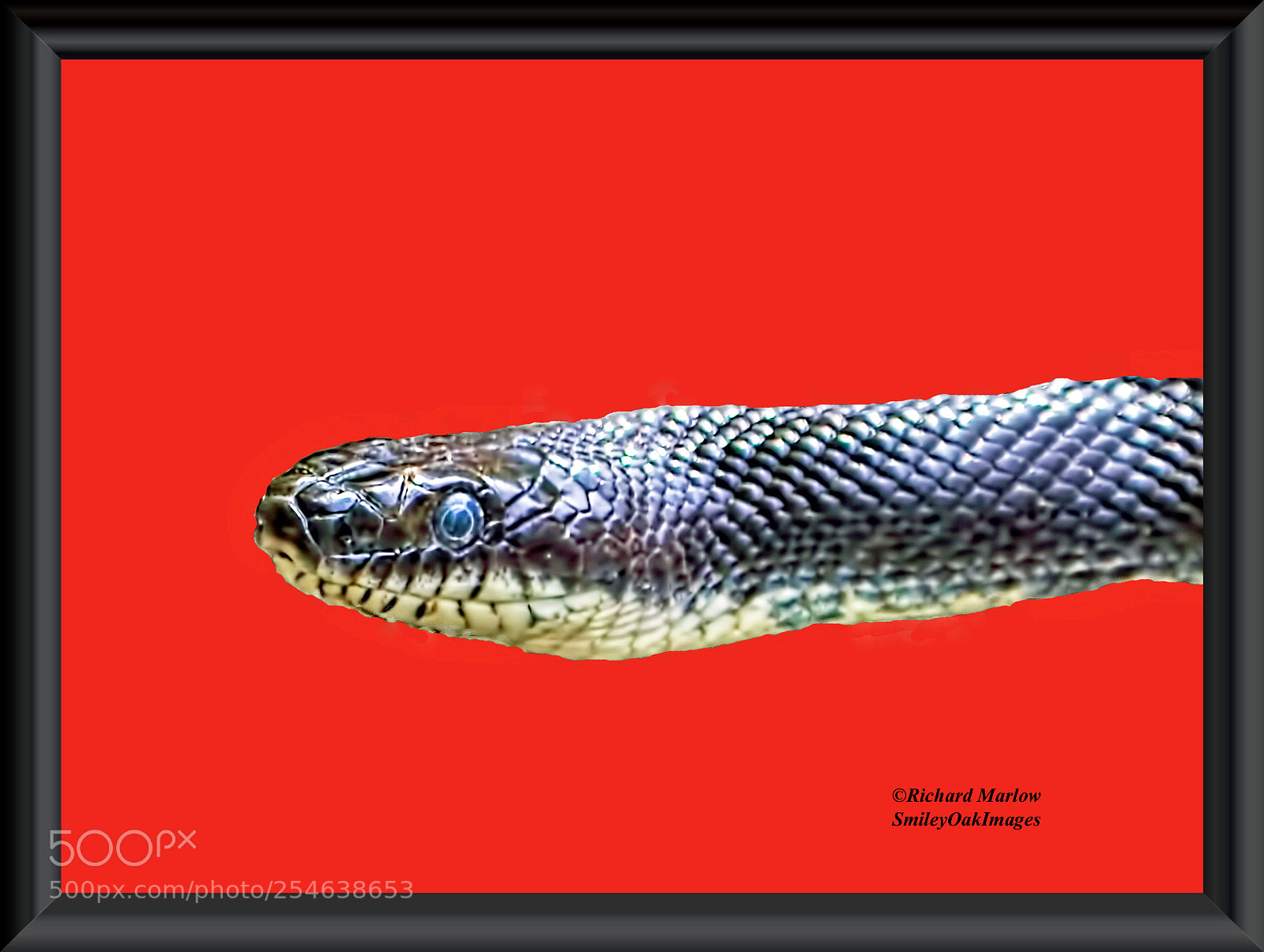 Nikon D5000 sample photo. Snake in frame photography