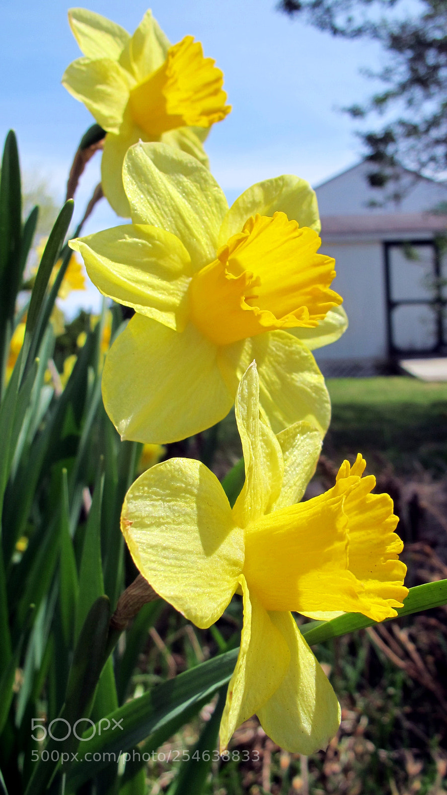 Canon PowerShot G12 sample photo. Daffodil trio photography