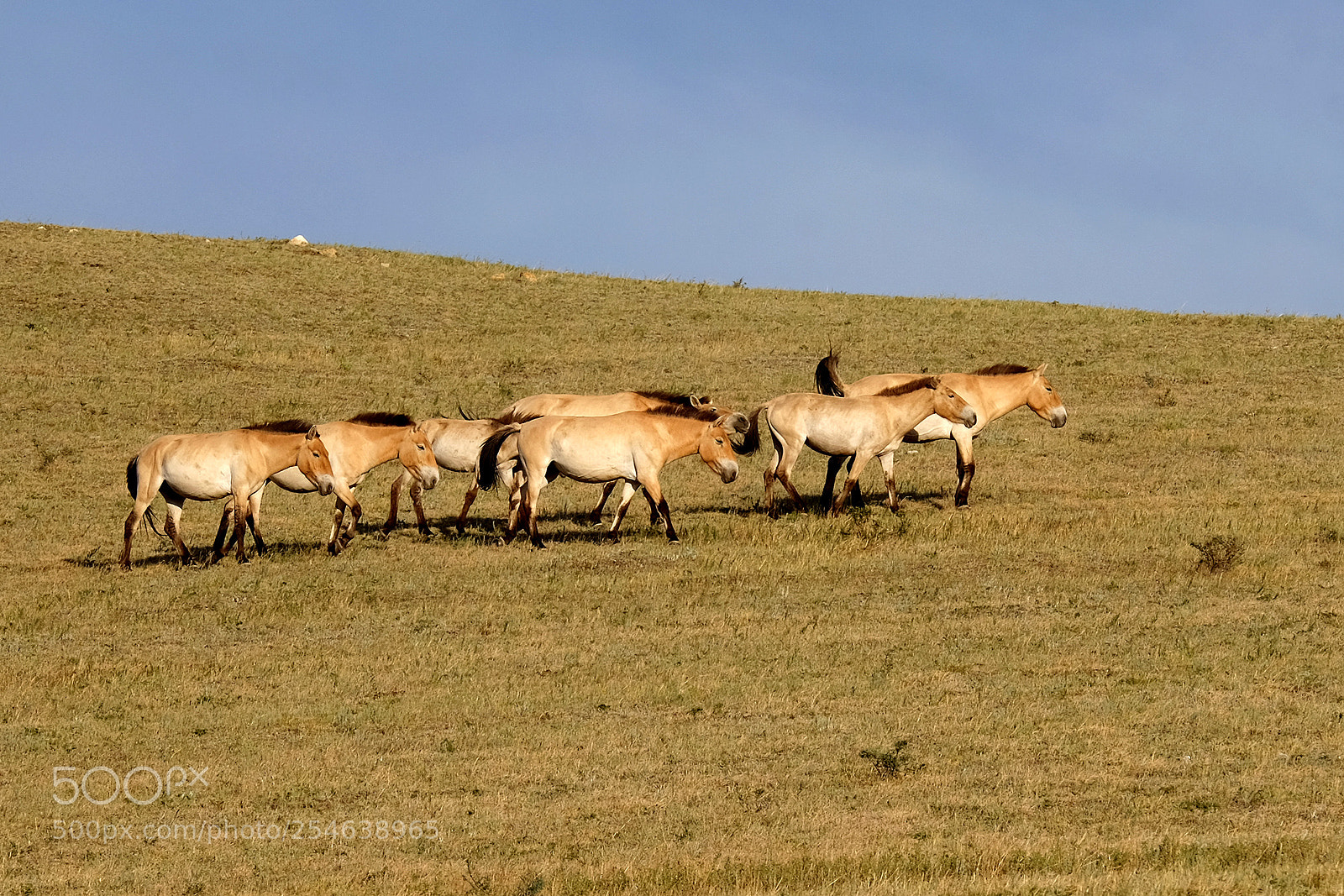Fujifilm X-E2 sample photo. Mongolia photography