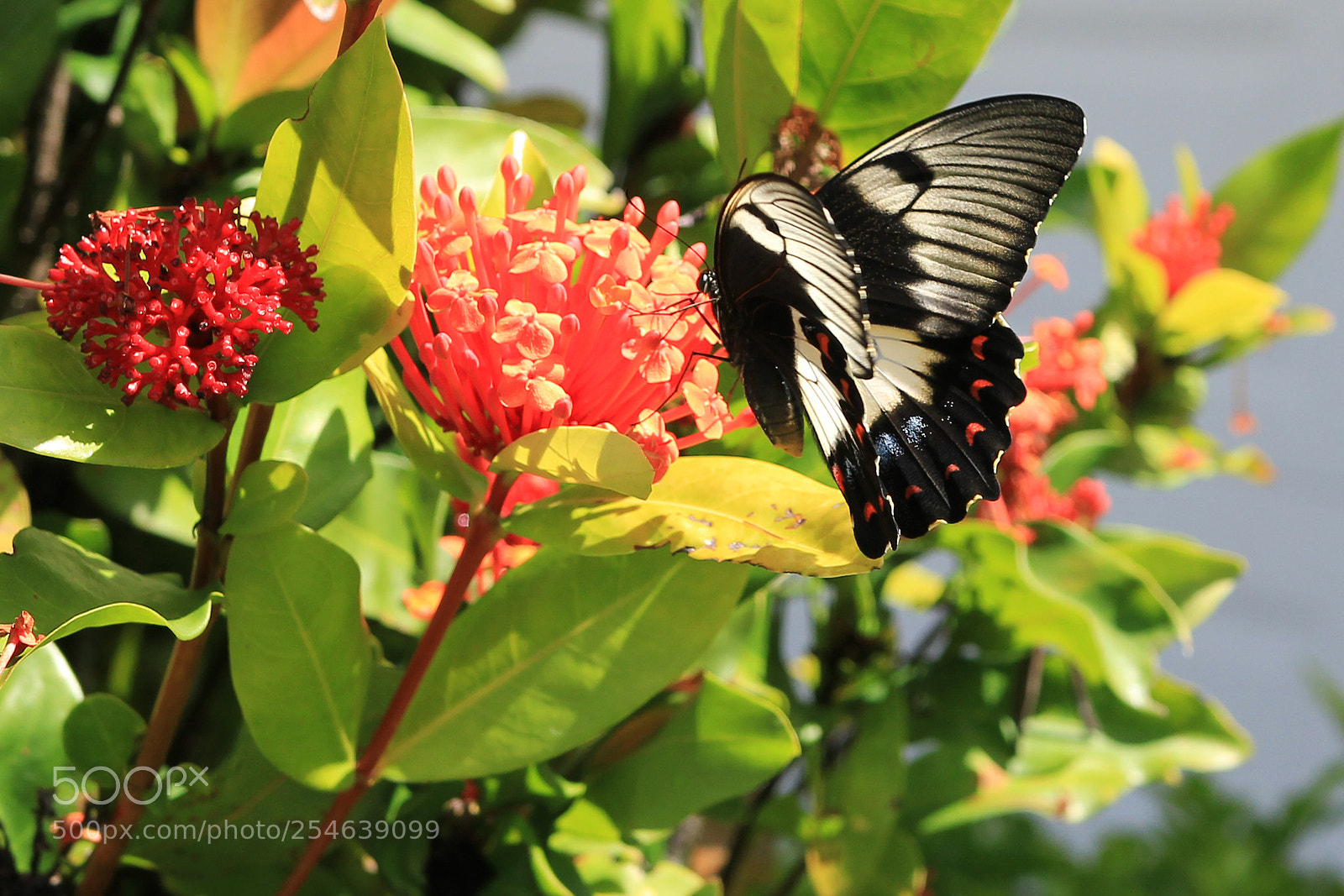 Canon EOS 60D sample photo. The butterfly photography
