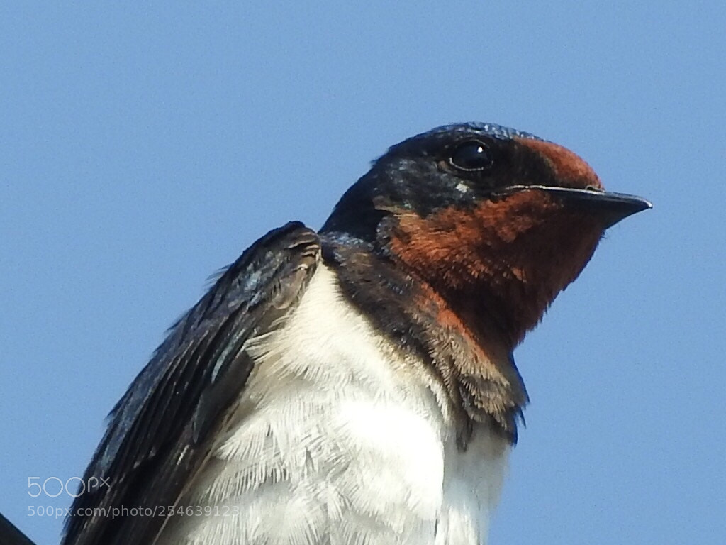 Nikon Coolpix P610 sample photo. Swallow (female) photography