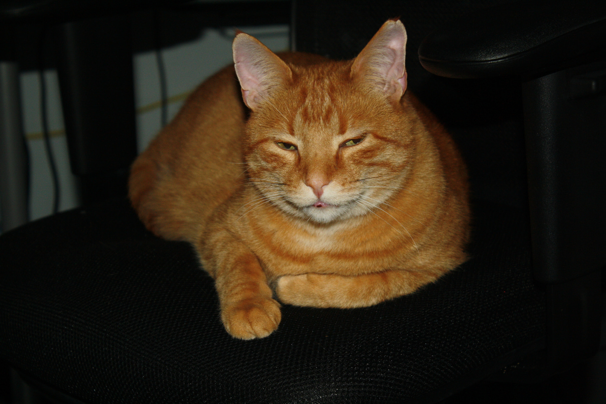 Canon EOS 1000D (EOS Digital Rebel XS / EOS Kiss F) sample photo. Happy cat photography