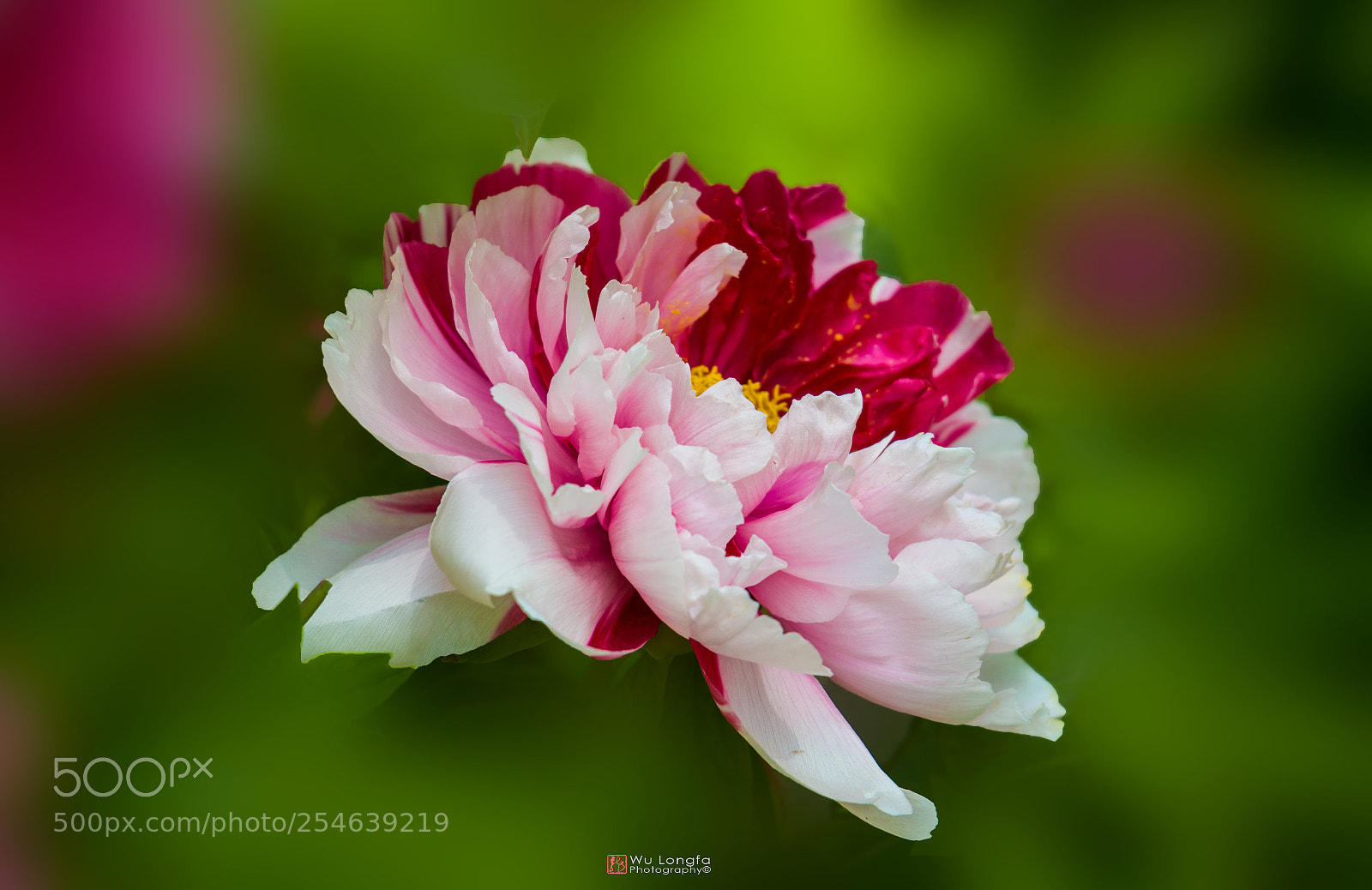 Sony a7 II sample photo. Luoyang peony photography