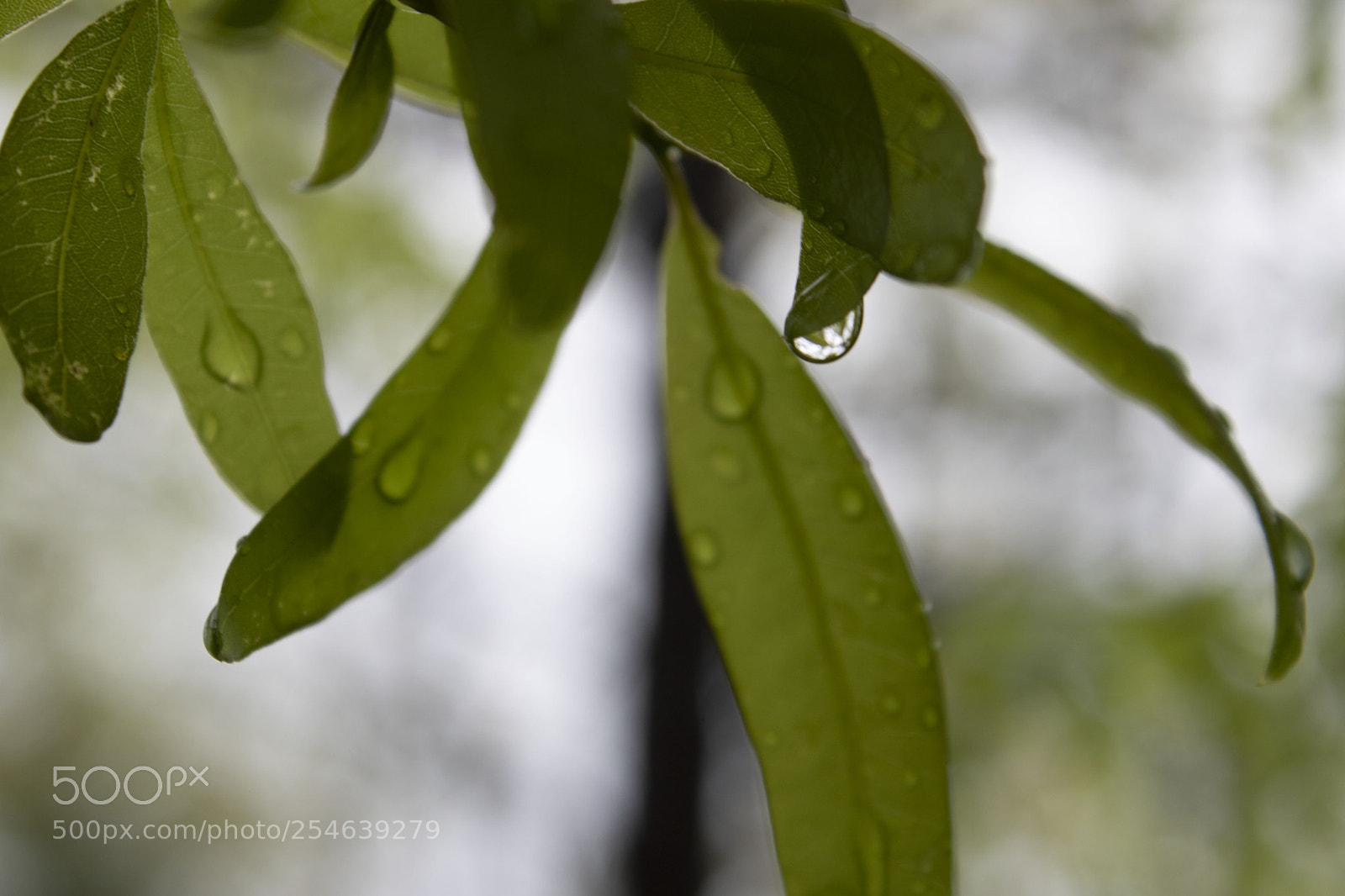 Canon EOS 750D (EOS Rebel T6i / EOS Kiss X8i) sample photo. Water leaf photography