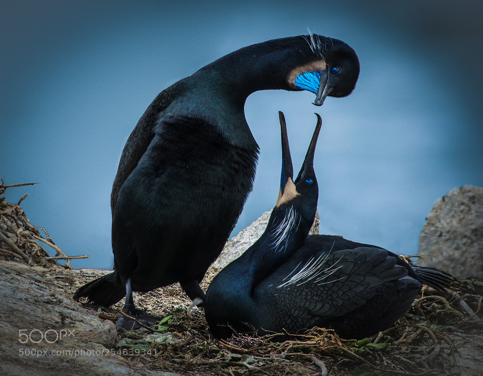 Nikon D800 sample photo. Love is in the photography