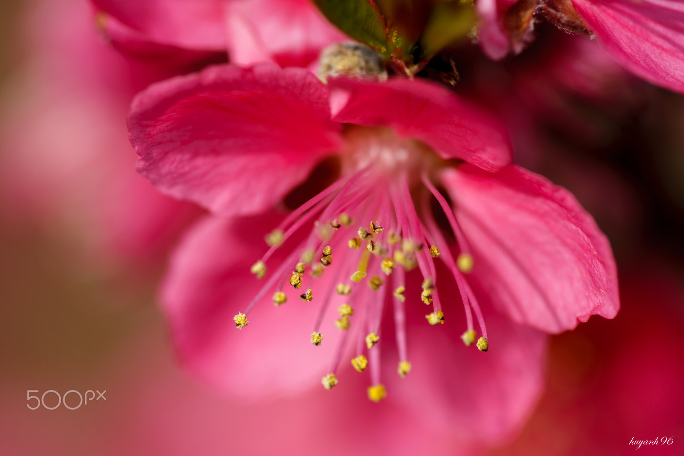 Hasselblad HV sample photo. Cherry blossom photography