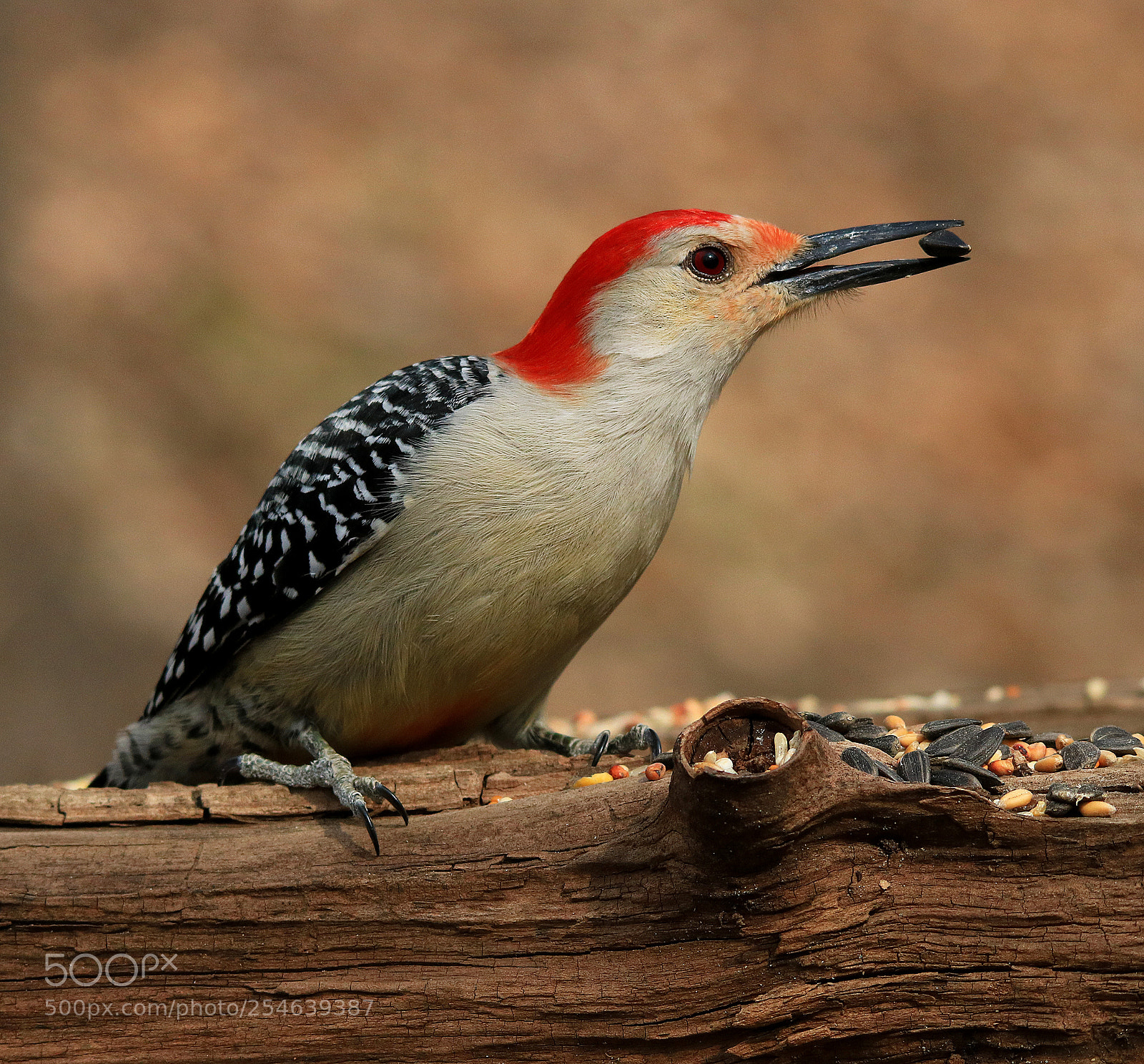Canon EOS 750D (EOS Rebel T6i / EOS Kiss X8i) sample photo. Red bellied woodpecker photography