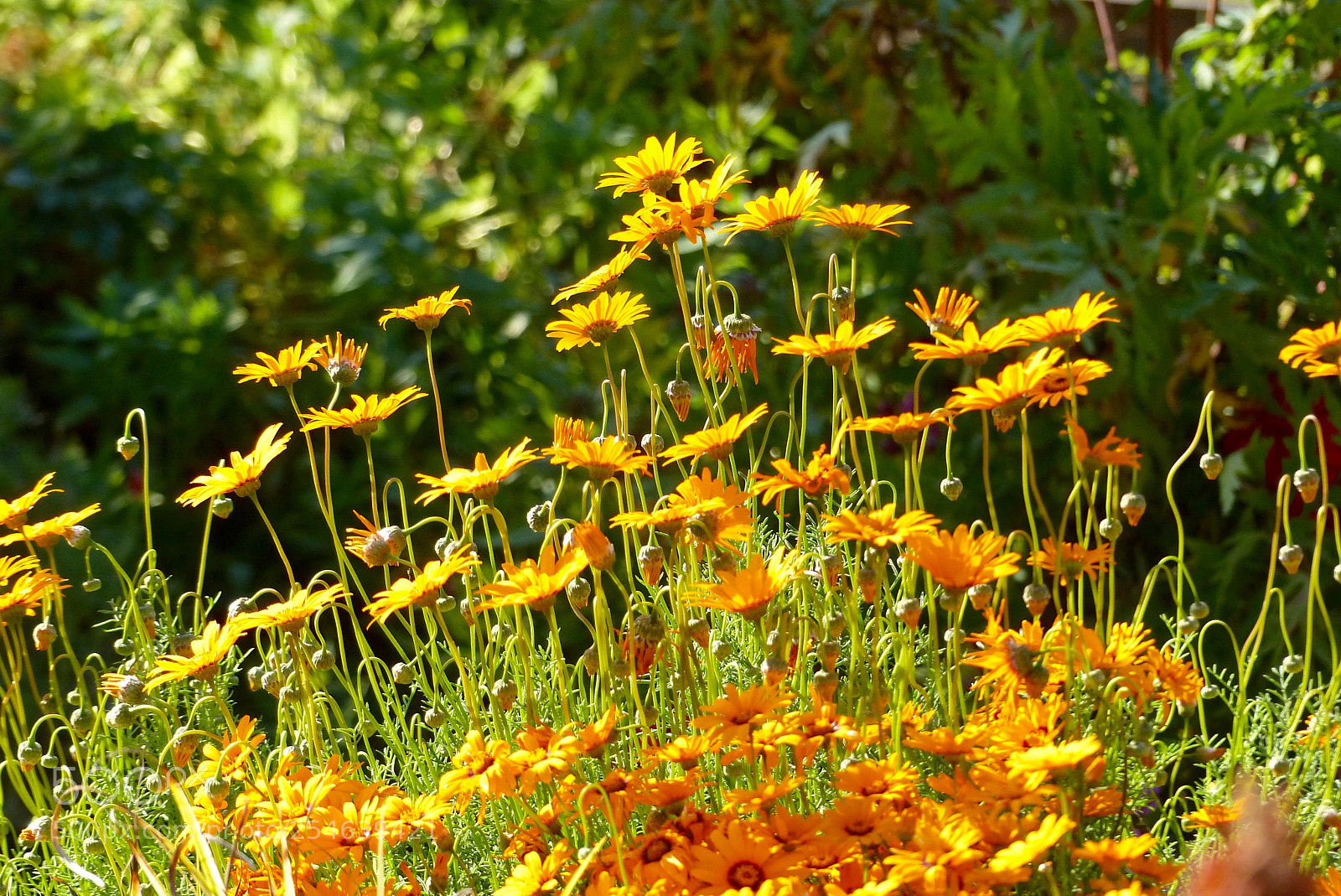 Panasonic Lumix DMC-FZ200 sample photo. Reaching for the light photography