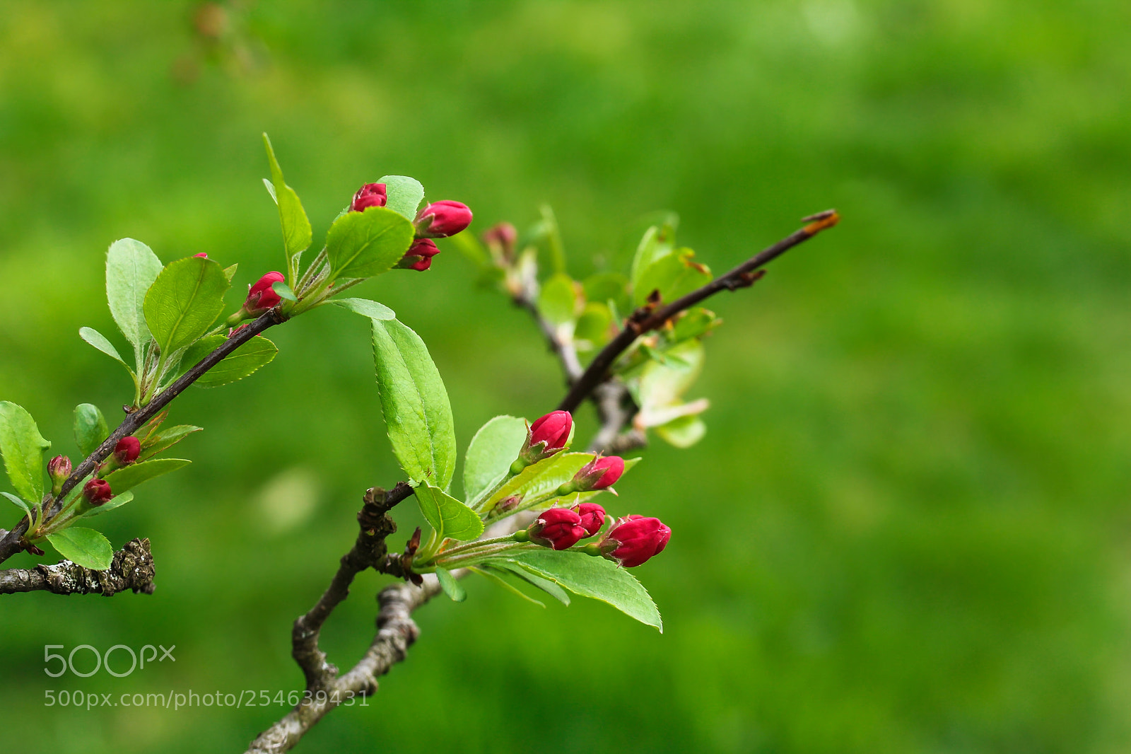 Canon EOS 60D sample photo. Cherry blossom buds photography