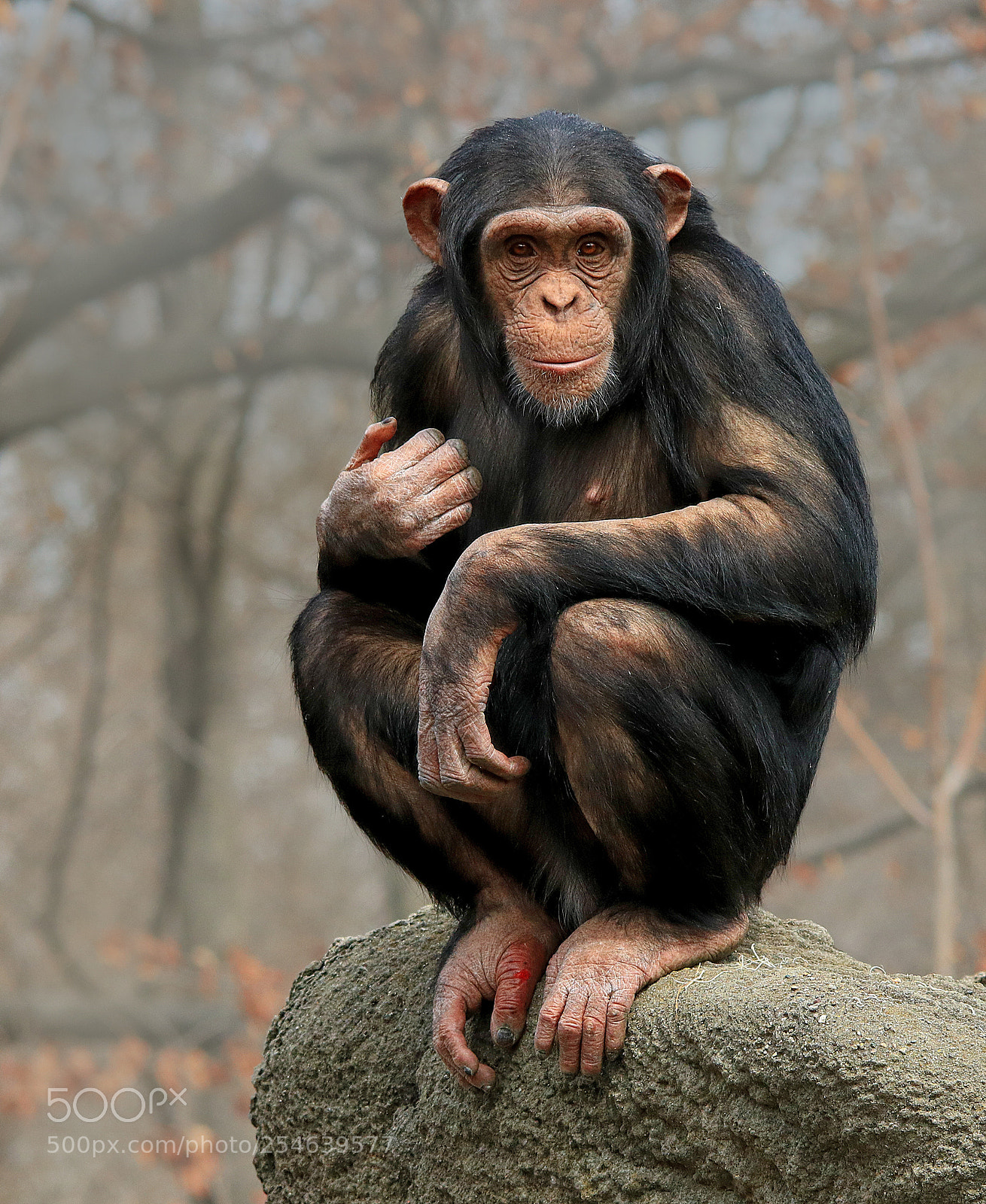 Canon EOS 750D (EOS Rebel T6i / EOS Kiss X8i) sample photo. Chimpanzee on rock photography