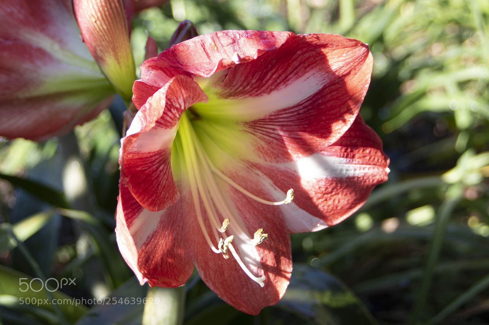 Canon EOS 750D (EOS Rebel T6i / EOS Kiss X8i) sample photo. Img photography