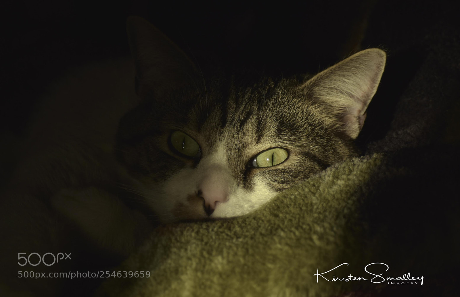 Nikon D3400 sample photo. Shadowcat photography