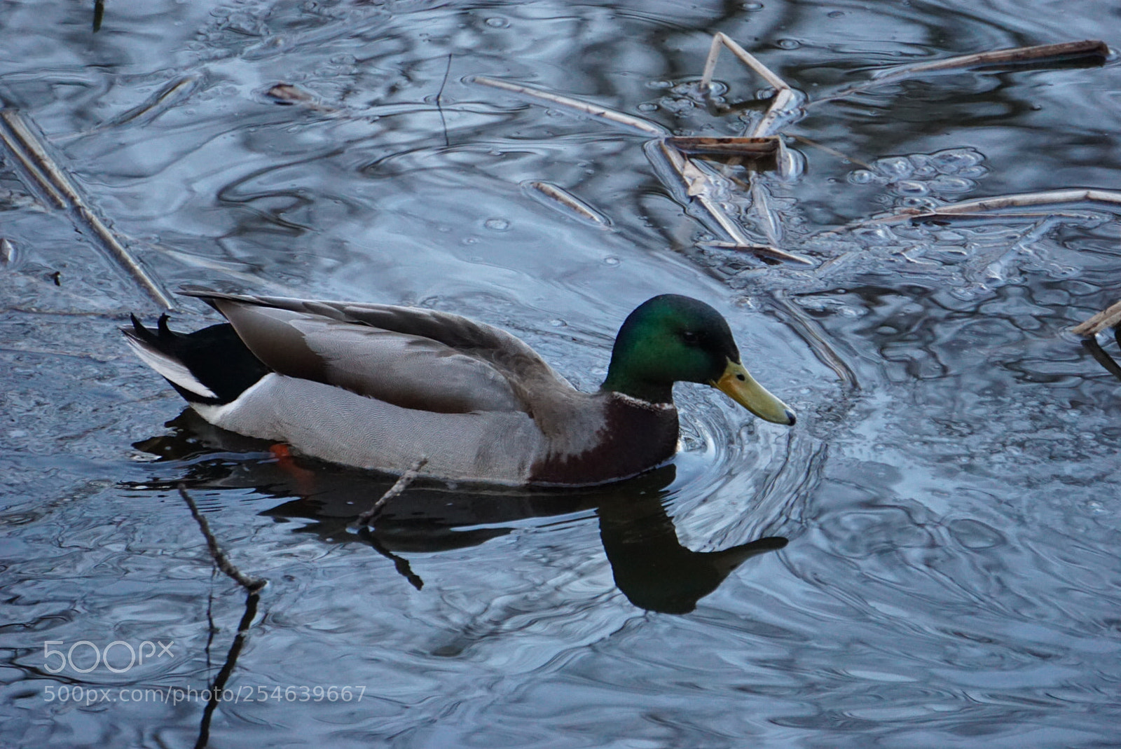 Sony a6000 sample photo. Aaedc fdf abbbedc photography