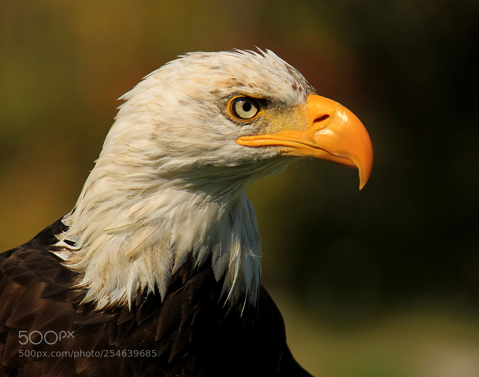 Canon EOS 500D (EOS Rebel T1i / EOS Kiss X3) sample photo. Eagle portrait photography