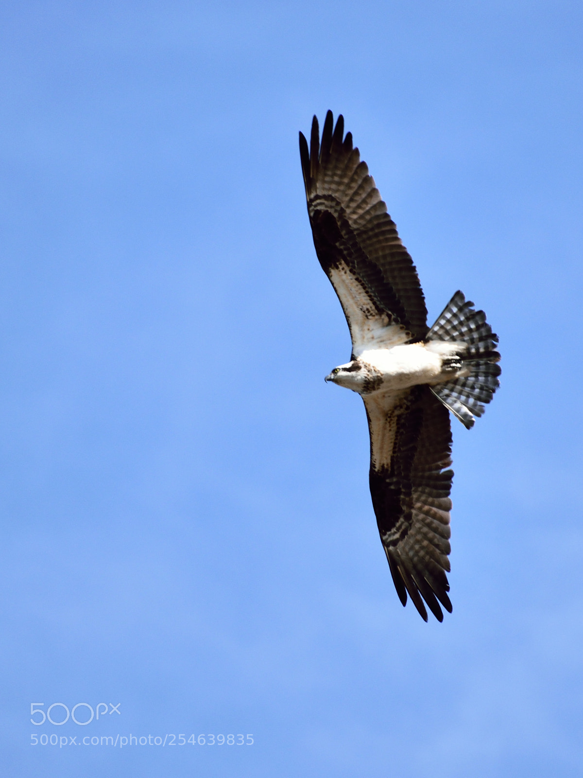 Nikon D5300 sample photo. Soaring osprey photography