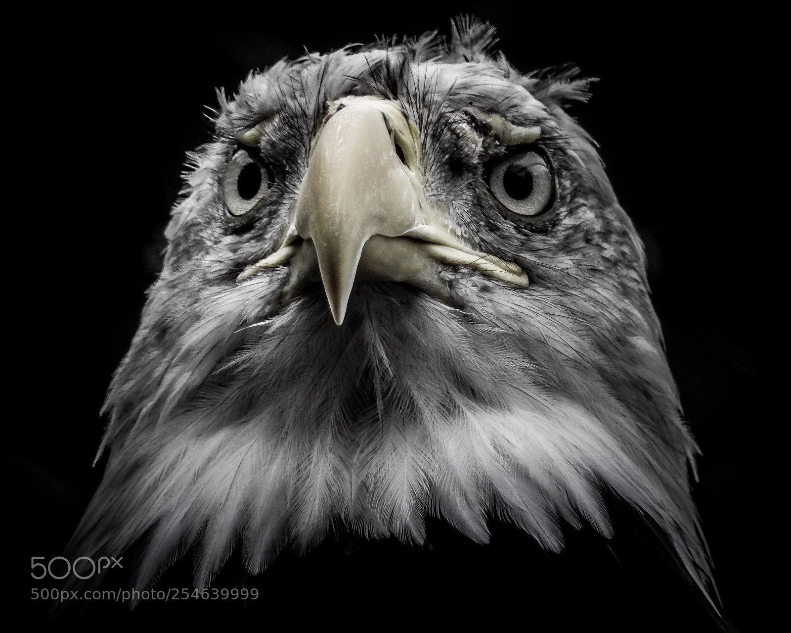 Nikon Coolpix P900 sample photo. Bald eagle photography
