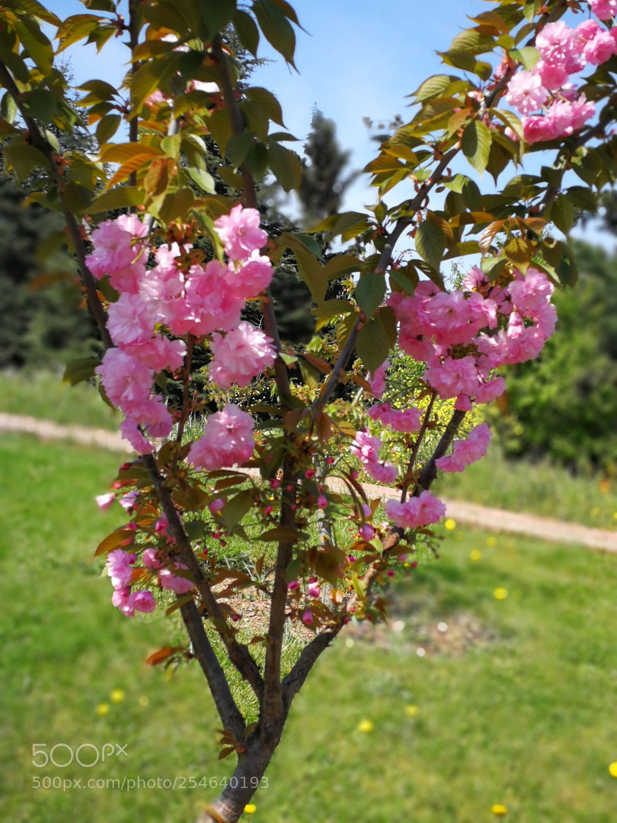 HUAWEI P10 sample photo. Sakura japanese chery blassom photography