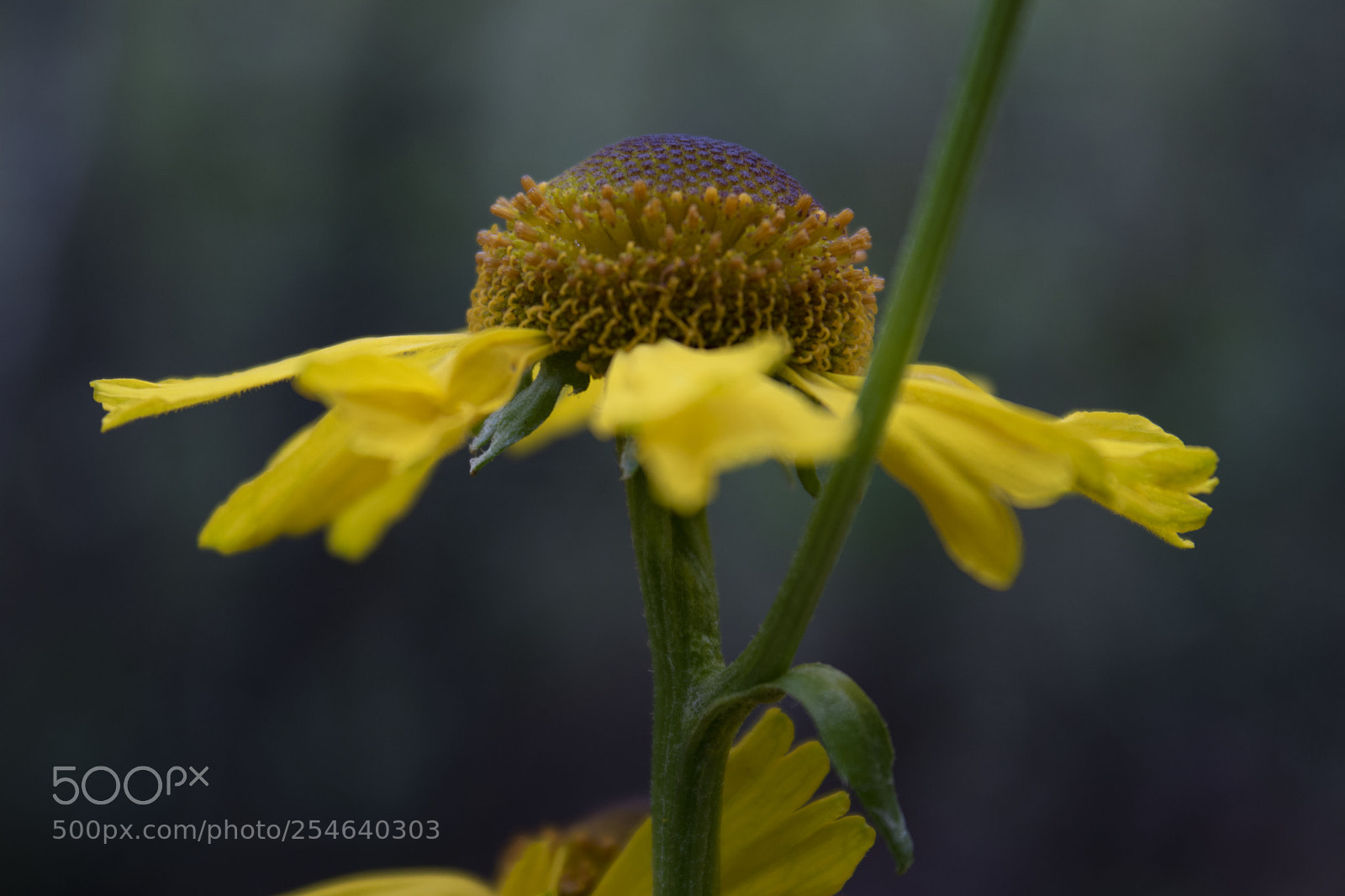Canon EOS 750D (EOS Rebel T6i / EOS Kiss X8i) sample photo. Yellow flower photography