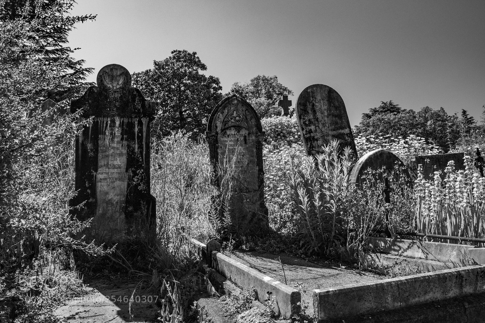 Canon EOS 80D sample photo. Headstones photography