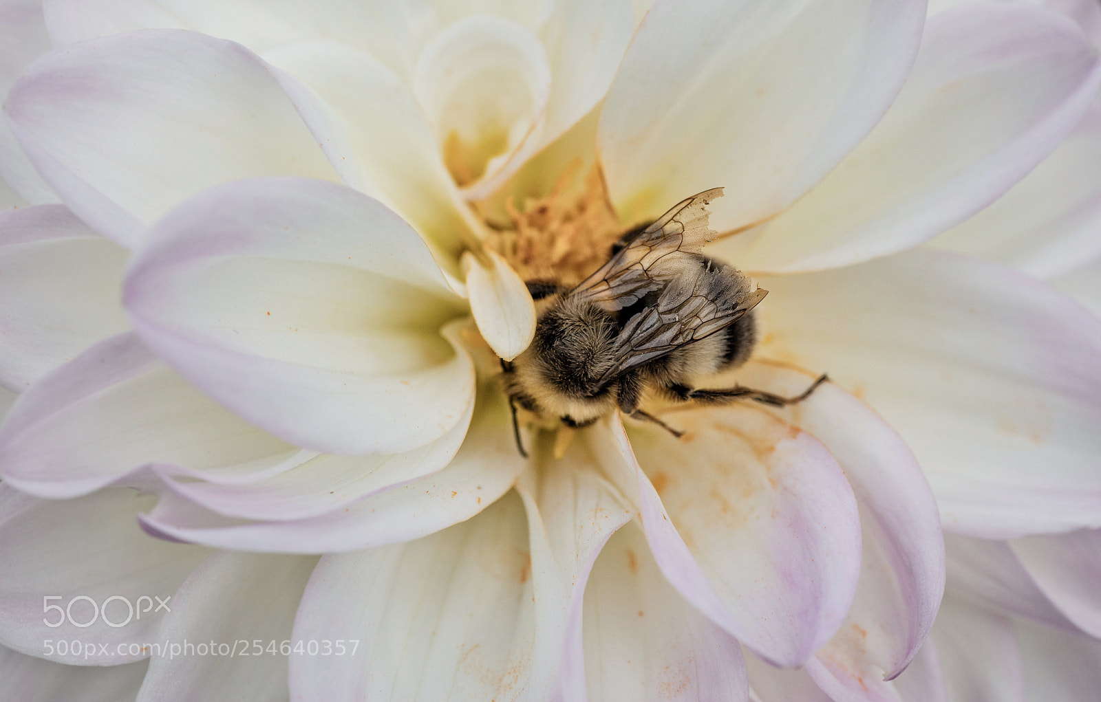 Canon EOS 5DS sample photo. Bumblebee photography