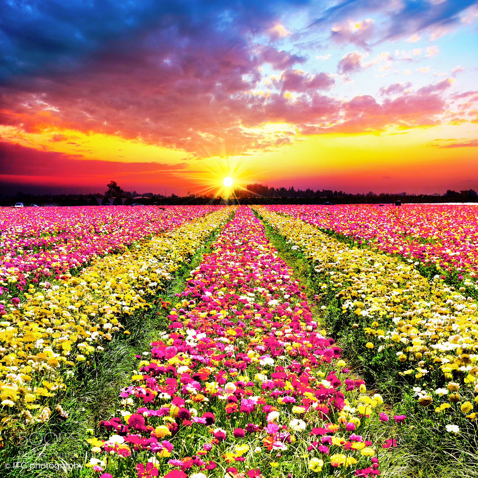 Nikon D5300 sample photo. Ranunculus field at sunset photography