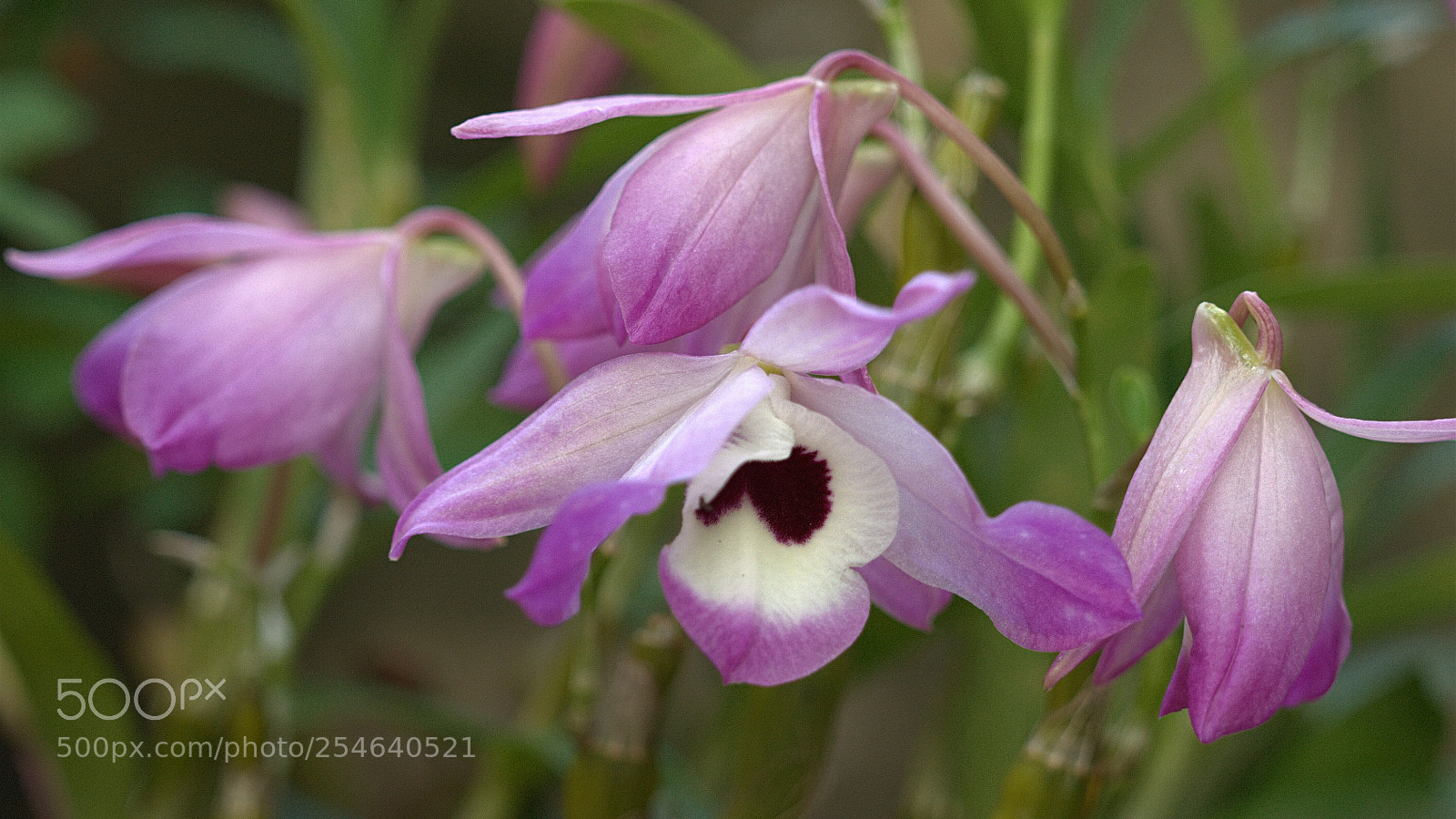 Nikon D700 sample photo. The buity photography