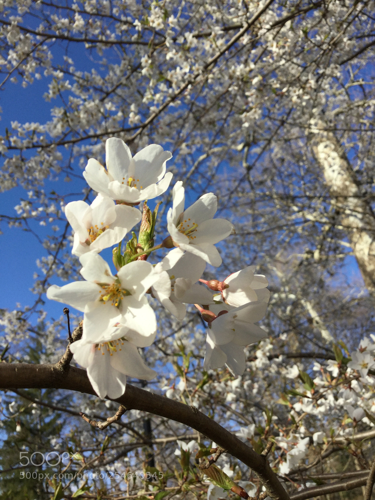 Apple iPod touch sample photo. Floral photography