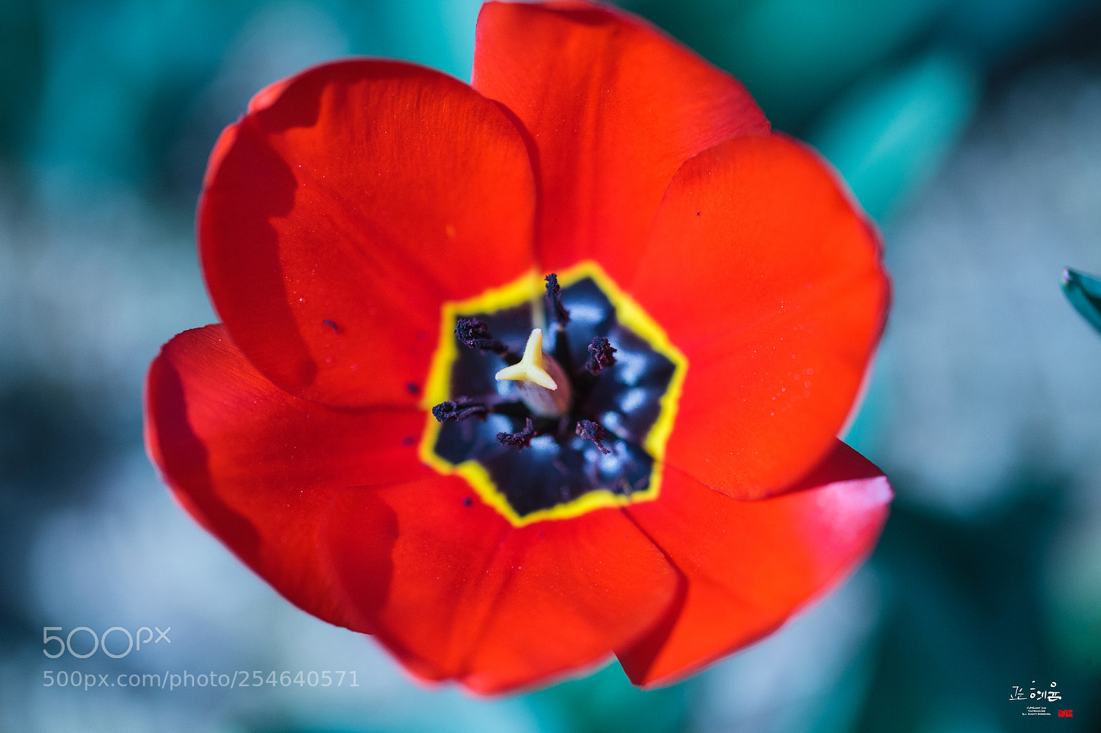 Canon EOS 5D Mark II sample photo. Tulip photography