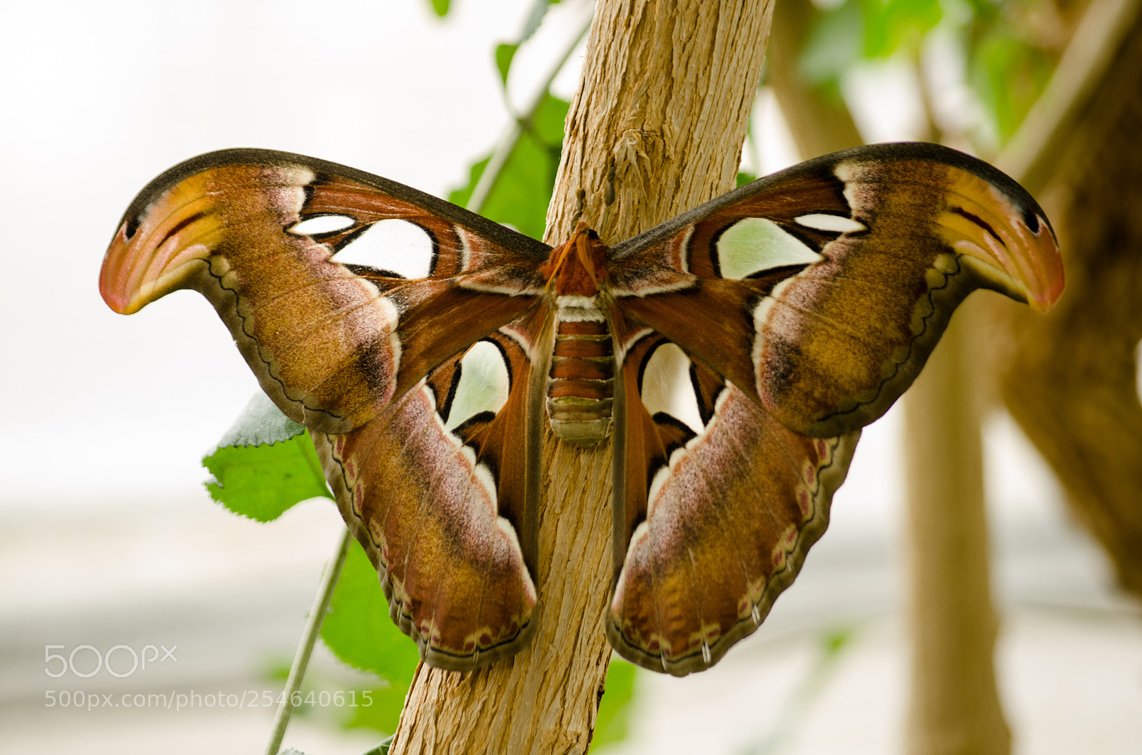 Nikon D7000 sample photo. Moth photography