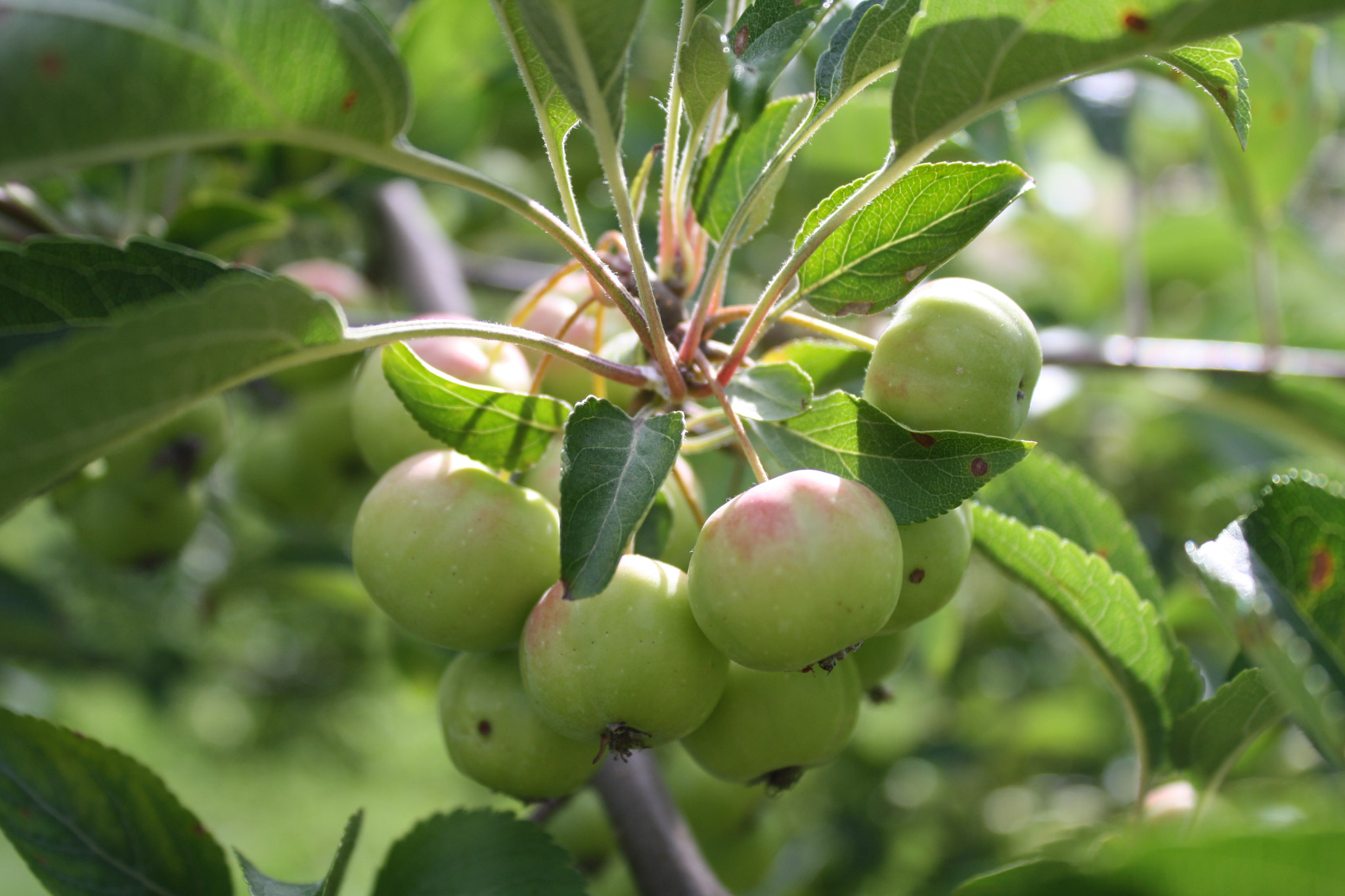 Canon EOS 1000D (EOS Digital Rebel XS / EOS Kiss F) sample photo. Apples photography