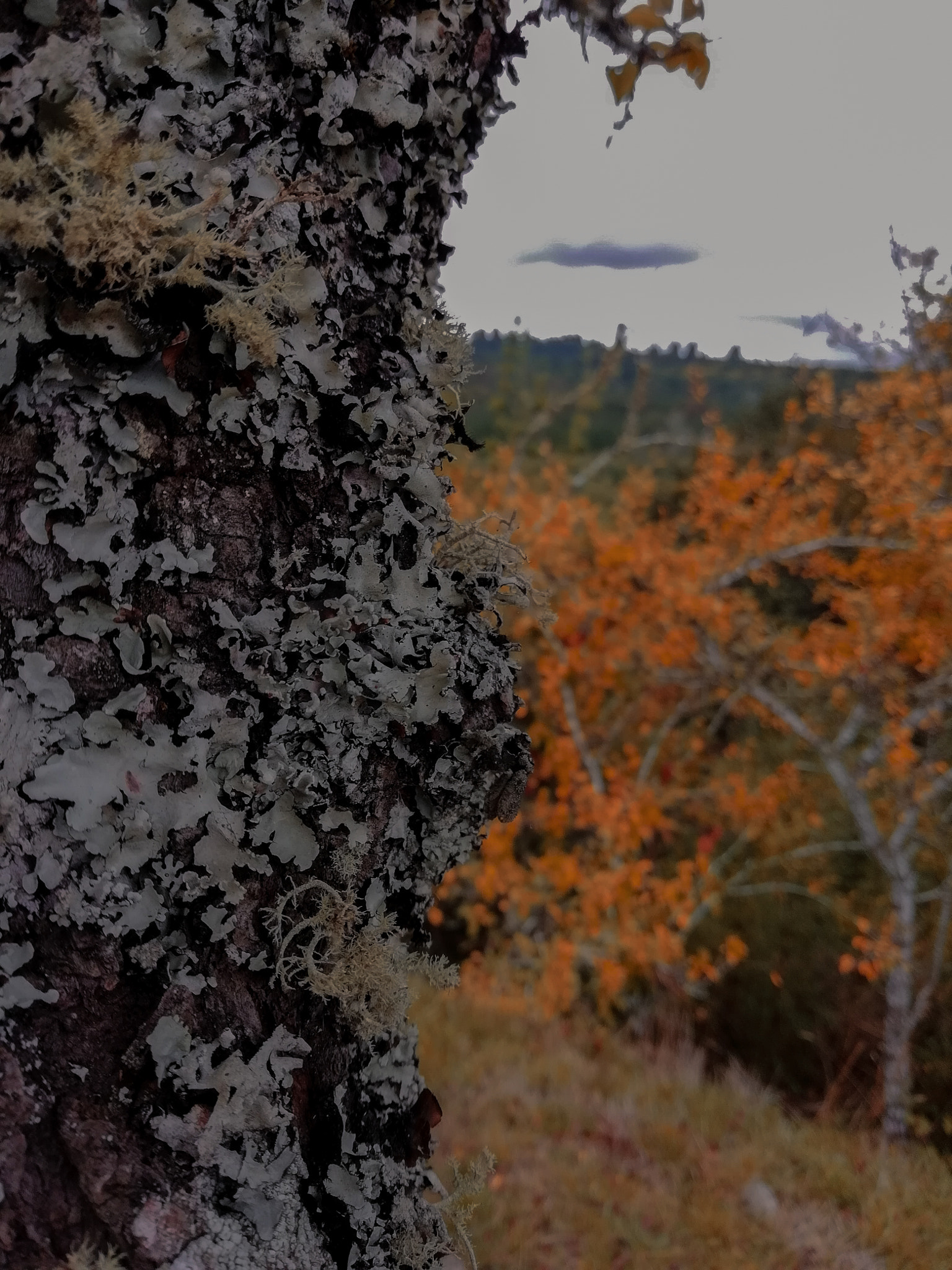 HUAWEI Y9 2018 sample photo
