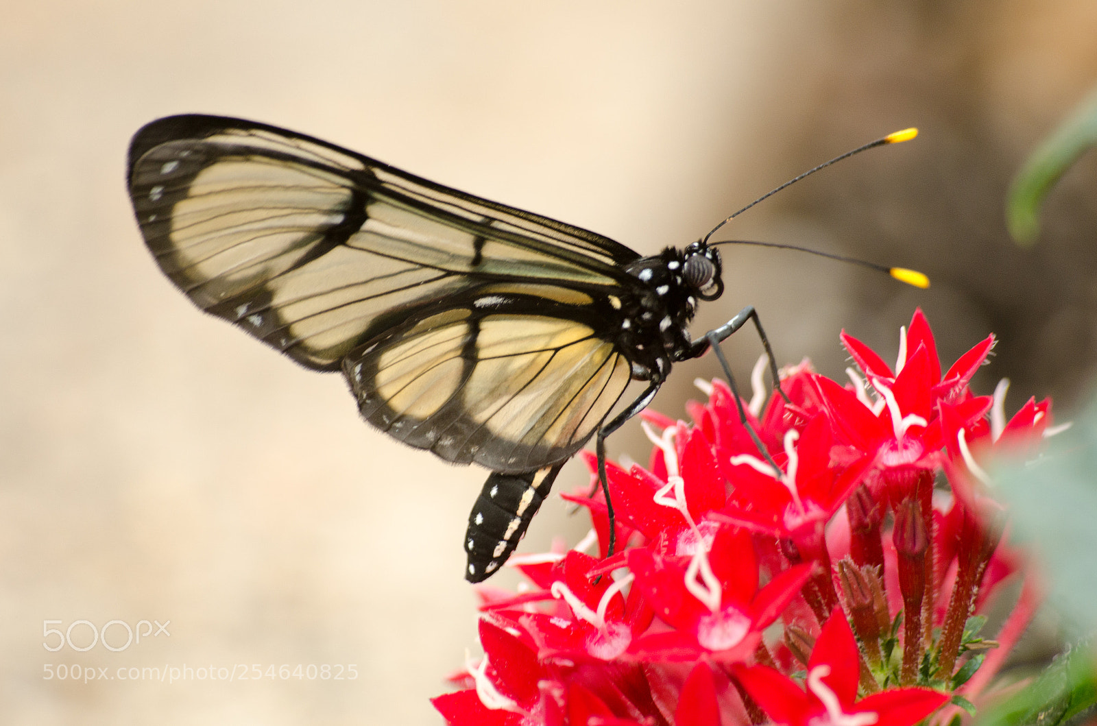 Nikon D7000 sample photo. Butterfly photography