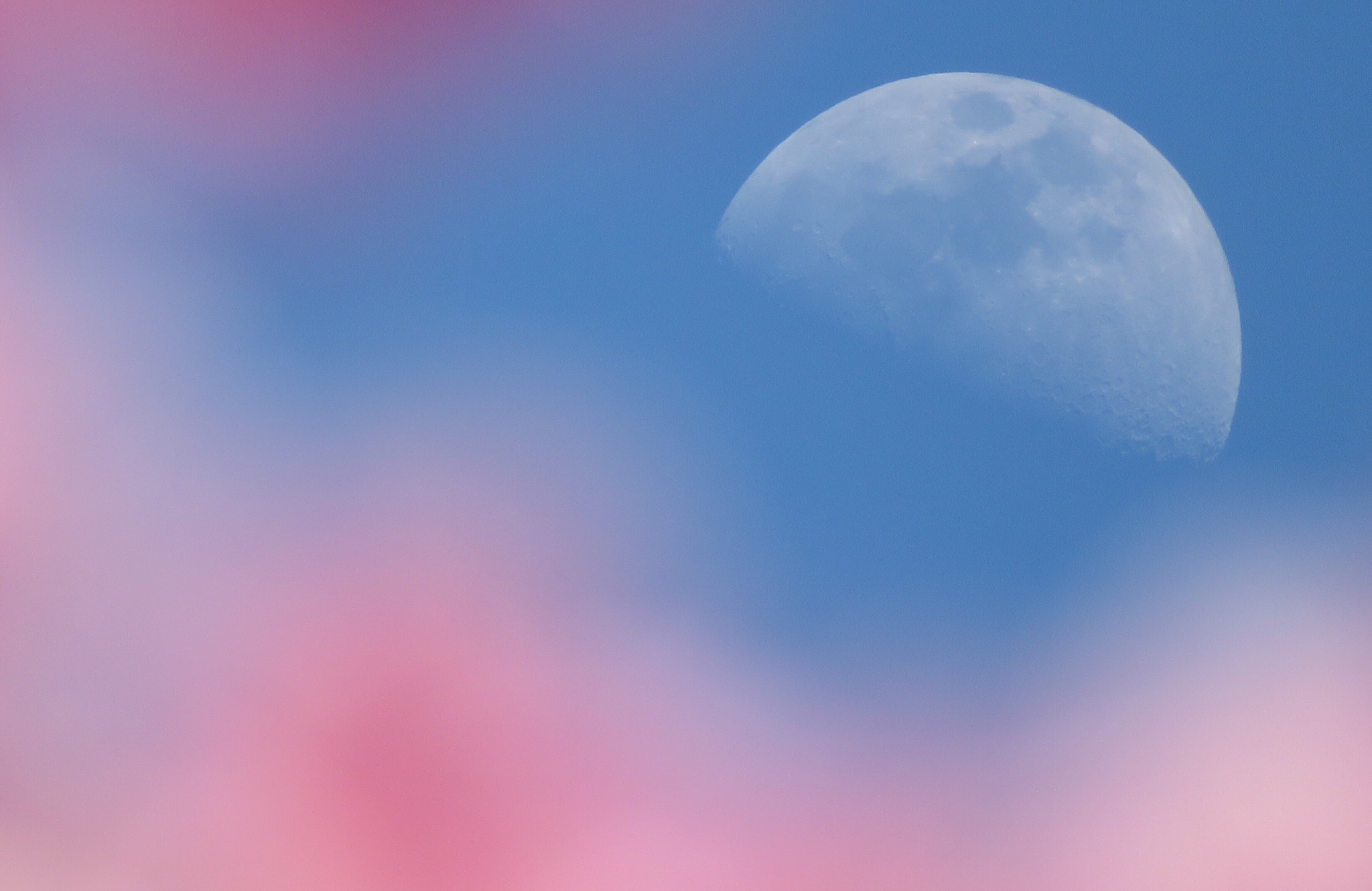 Canon PowerShot SX730 HS sample photo. Sakura&moon photography