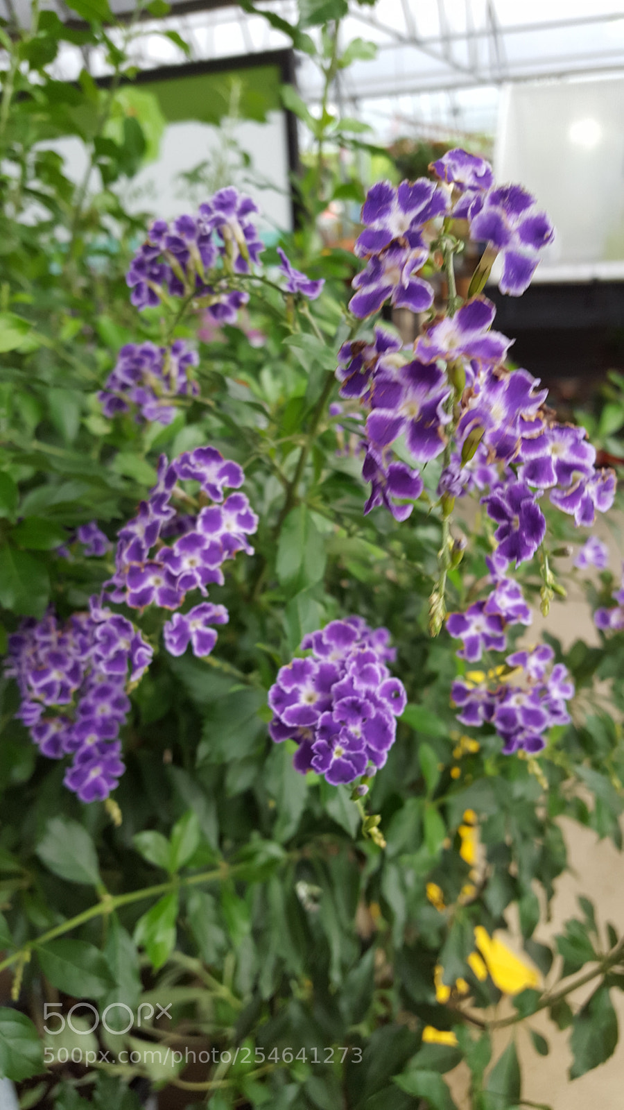 Samsung Galaxy S6 sample photo. Pretty purple flowers photography