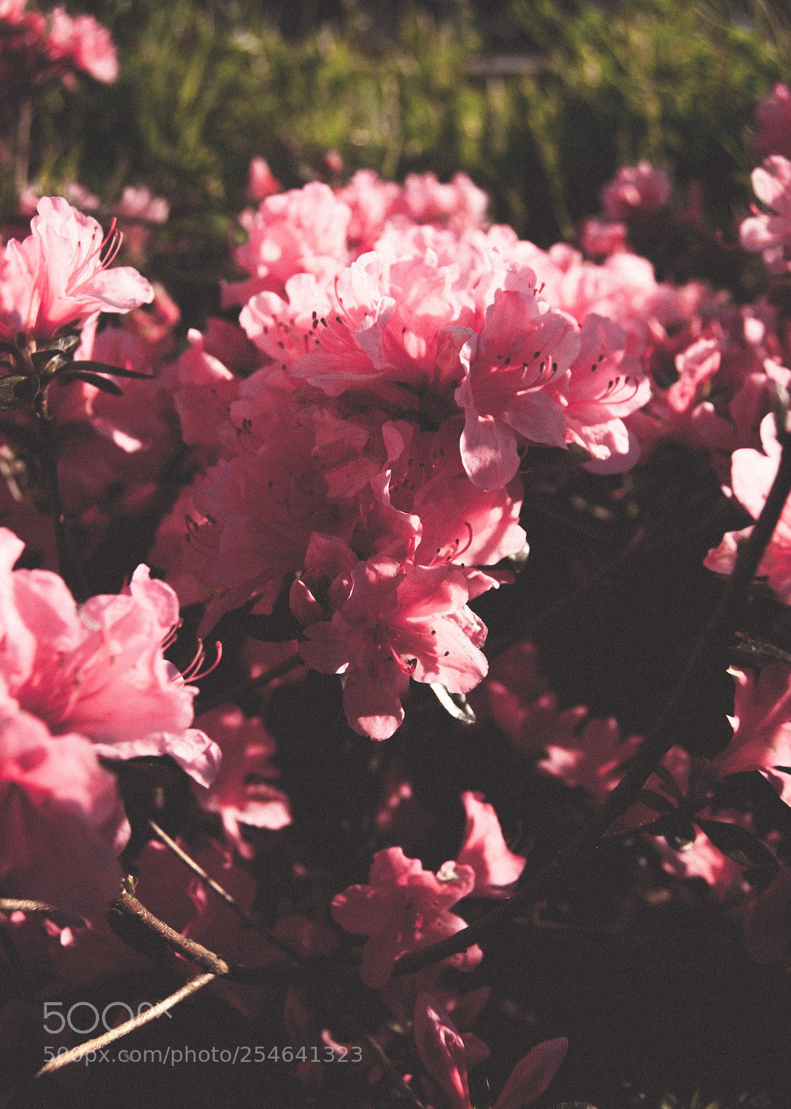 Nikon D60 sample photo. More flowers photography