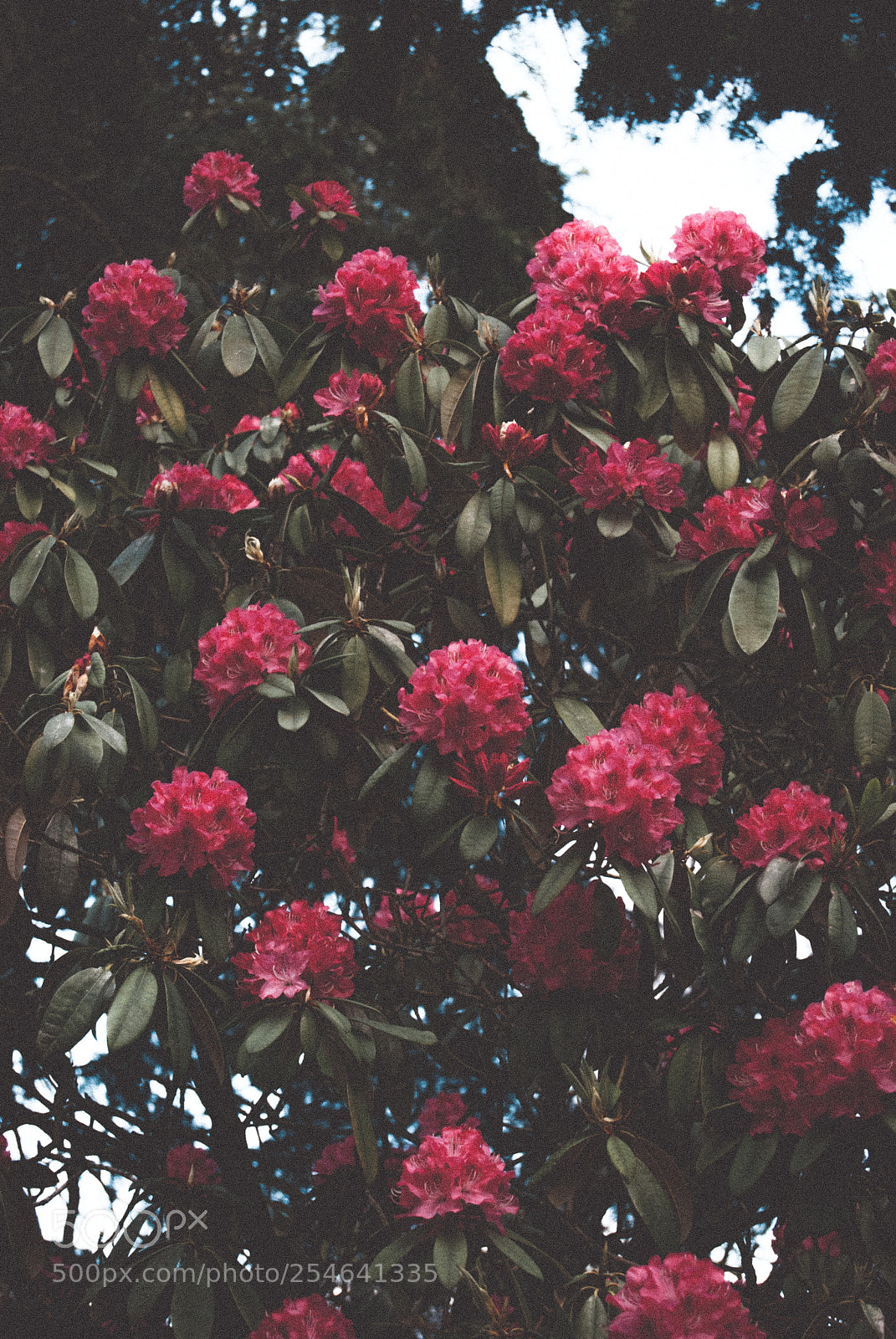 Nikon D60 sample photo. More flowers photography