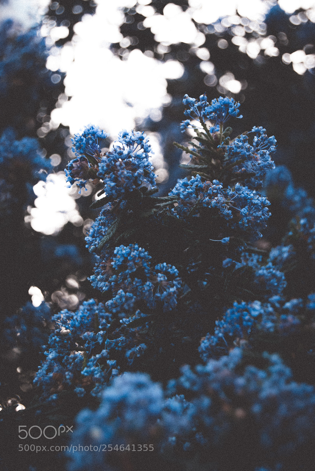 Nikon D60 sample photo. More flowers photography