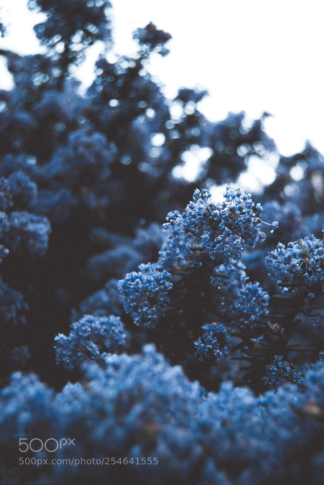 Nikon D60 sample photo. Blue flower photography