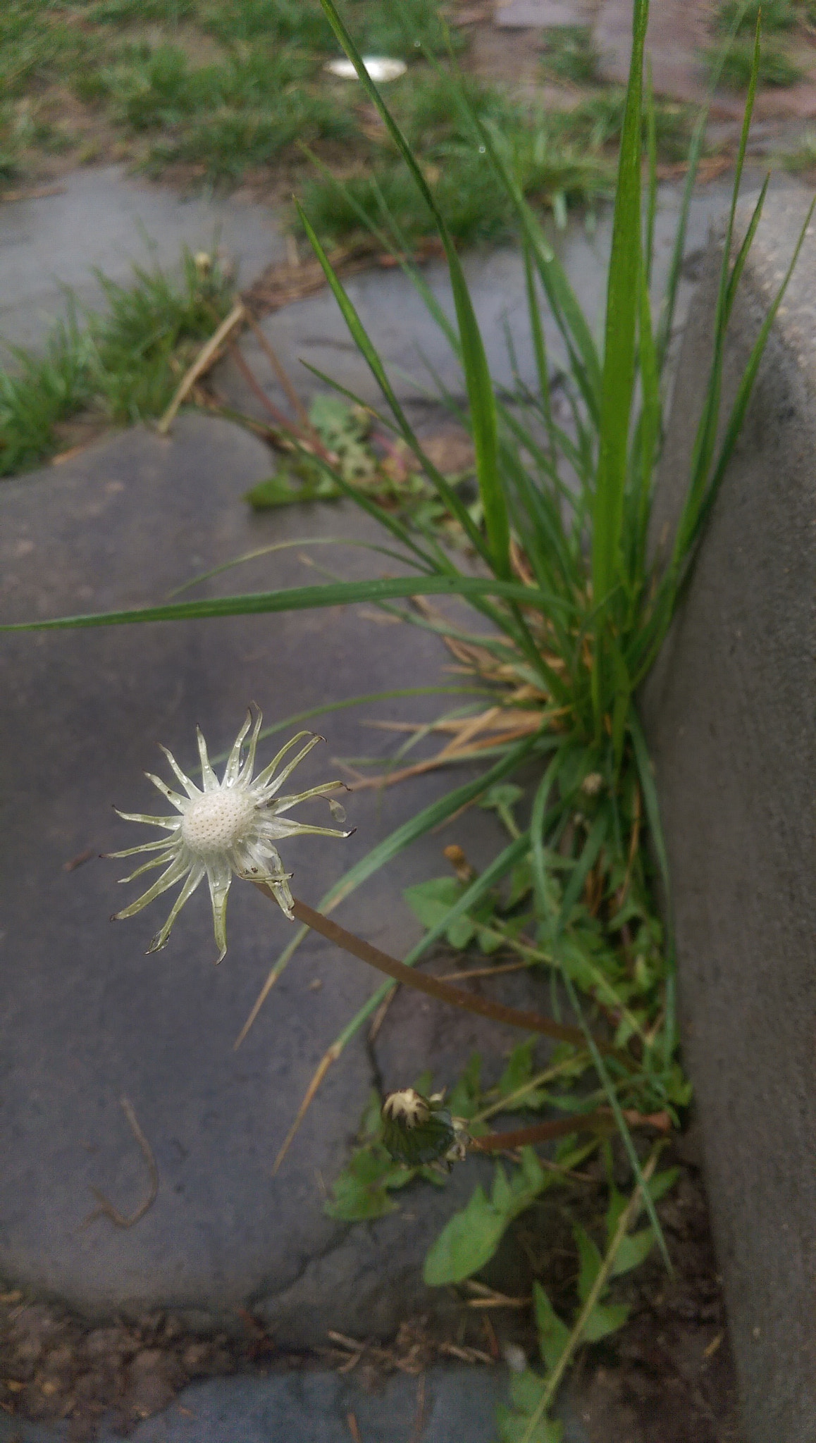 HTC ONE (M8) sample photo. Springtime dandelion photography