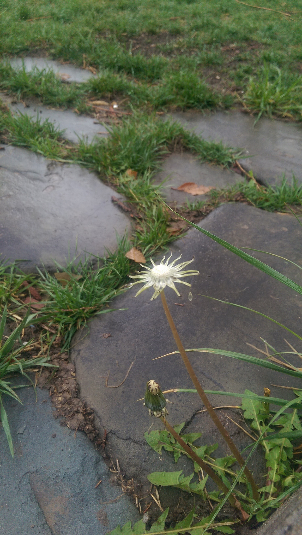 HTC ONE (M8) sample photo. Skeleton of a dandelion photography