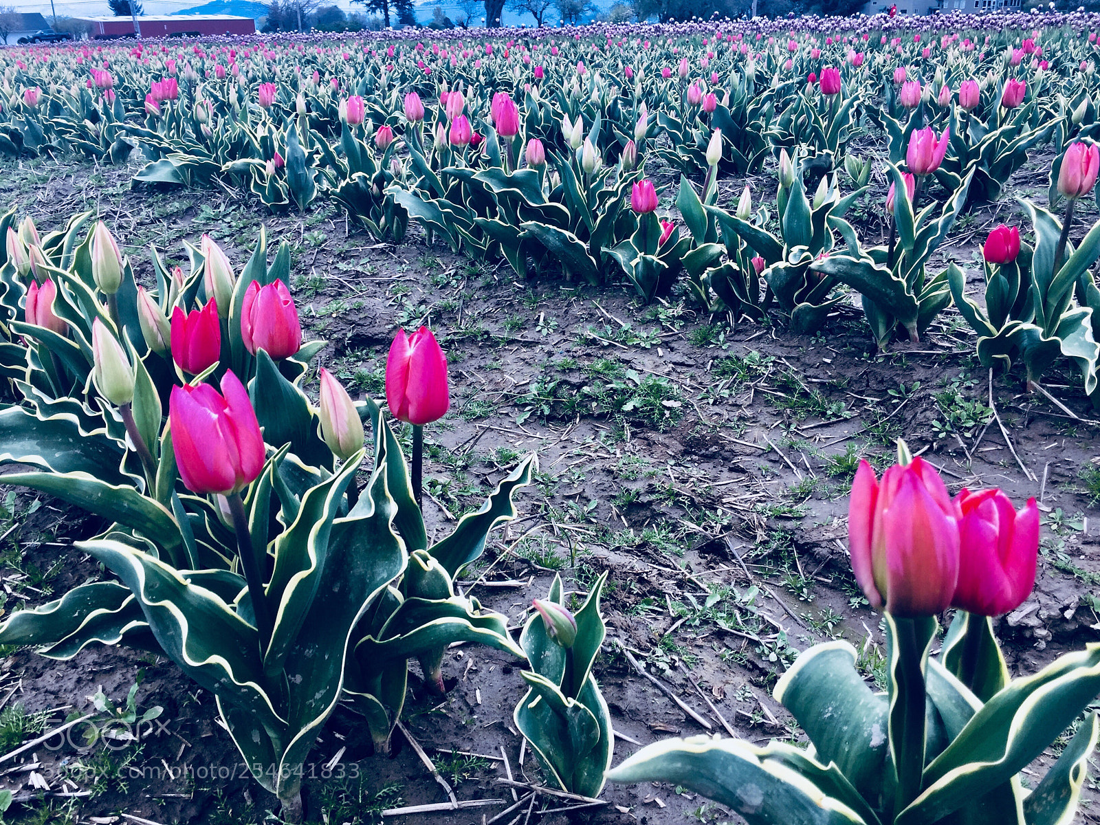 Apple iPhone 6 sample photo. Fields of flourish photography