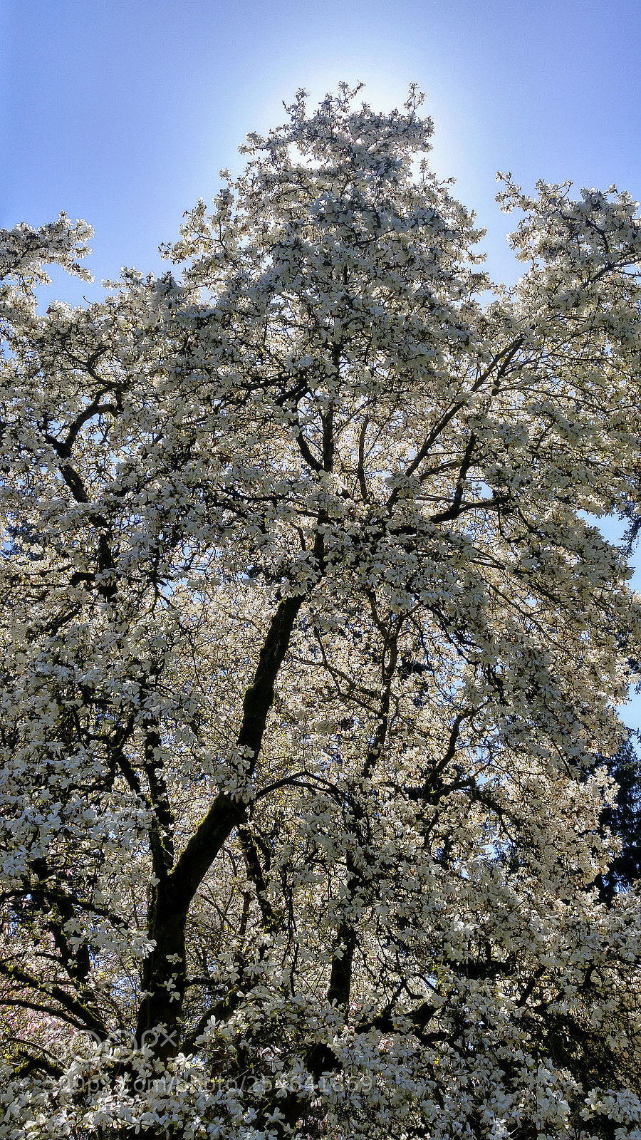 LG G4 sample photo. Star magnolia blossoms photography