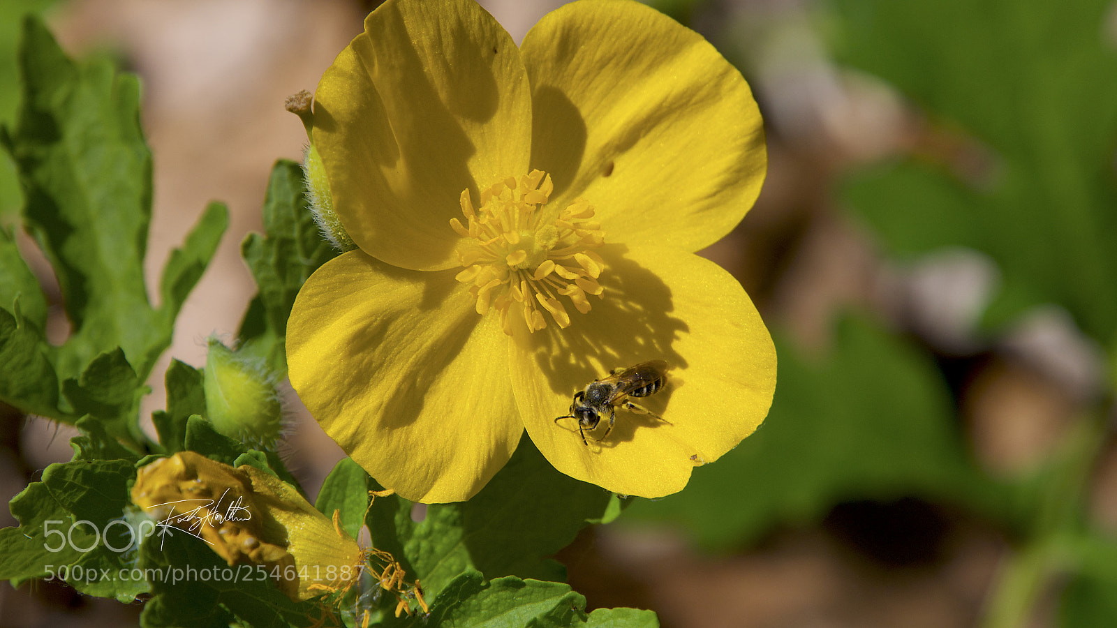 Panasonic Lumix DMC-G7 sample photo. Pollenating photography