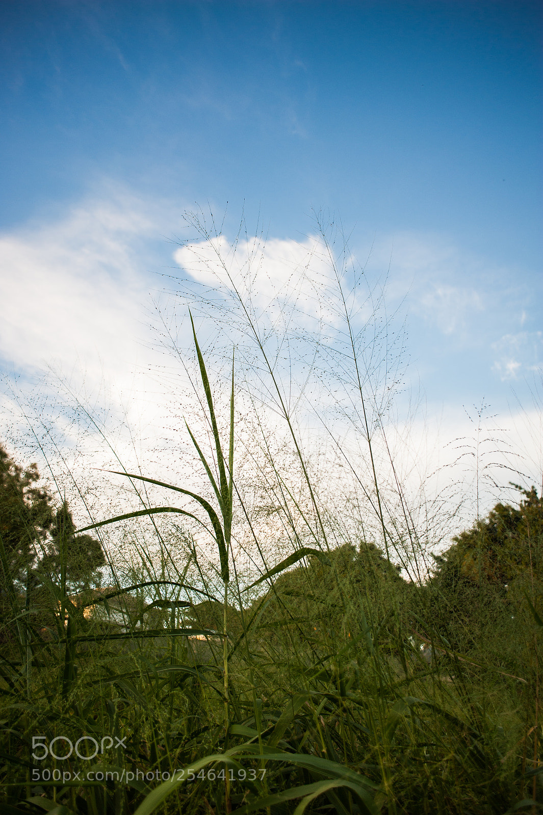 Nikon D700 sample photo. For the earth day photography