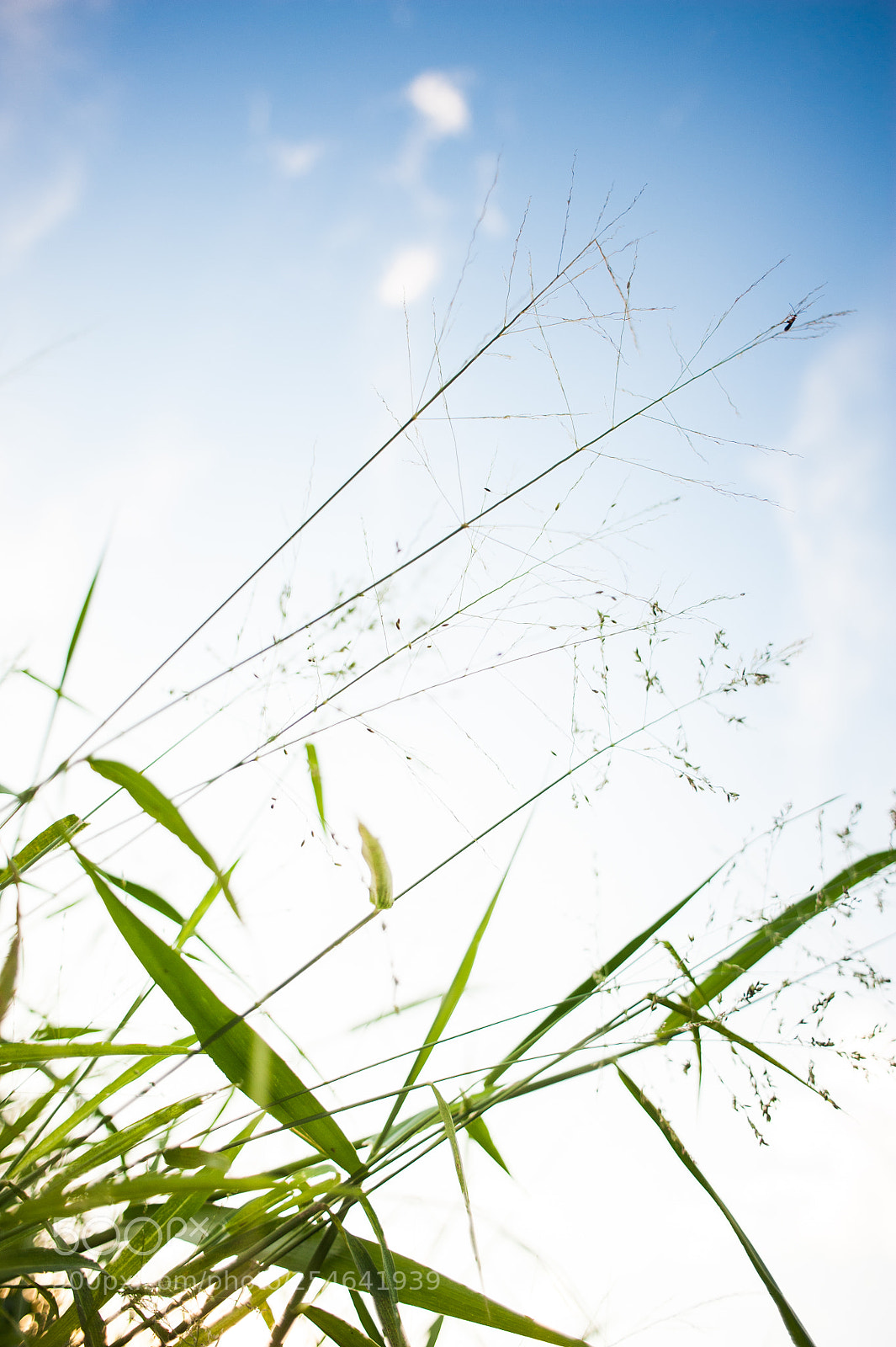 Nikon D700 sample photo. For the earth day photography