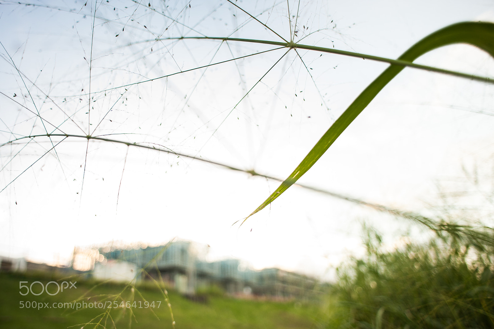 Nikon D700 sample photo. For the earth day photography