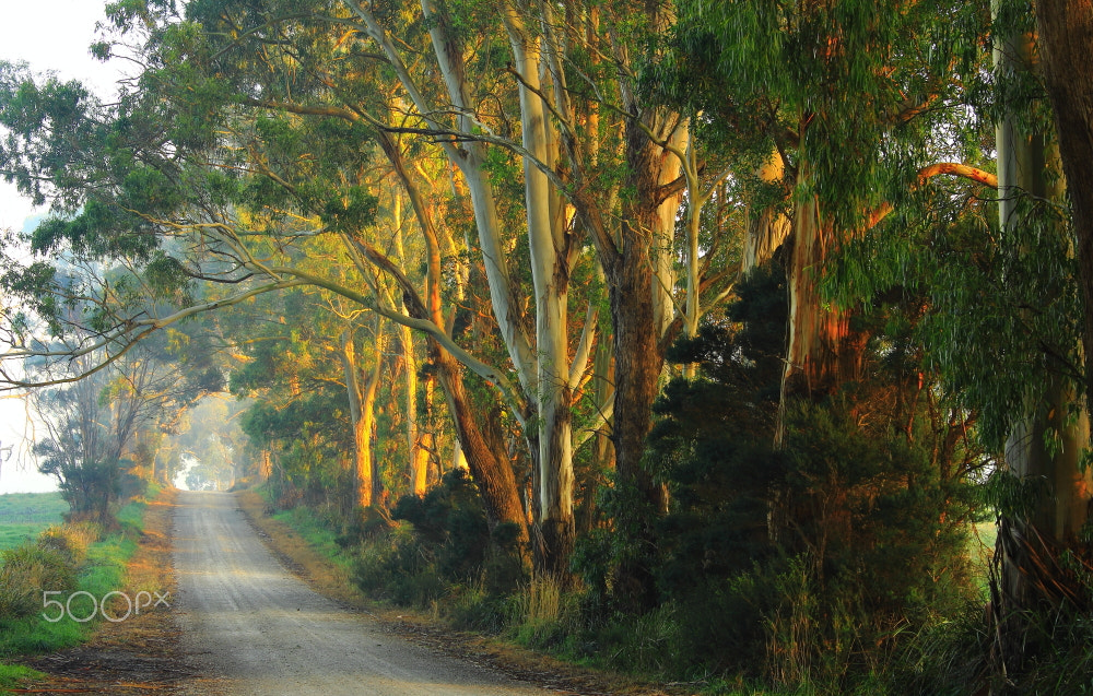 Canon EOS 60D + Canon EF-S 18-55mm F3.5-5.6 IS STM sample photo. Lades road gums photography